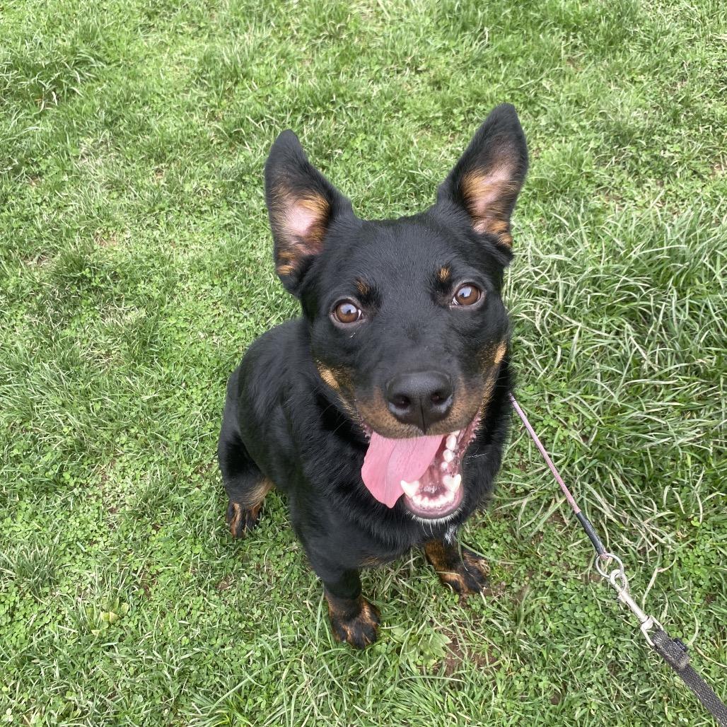 Enlarge Romeo 32, a Adoptable mixed breed in Canastota, NY image 2/6