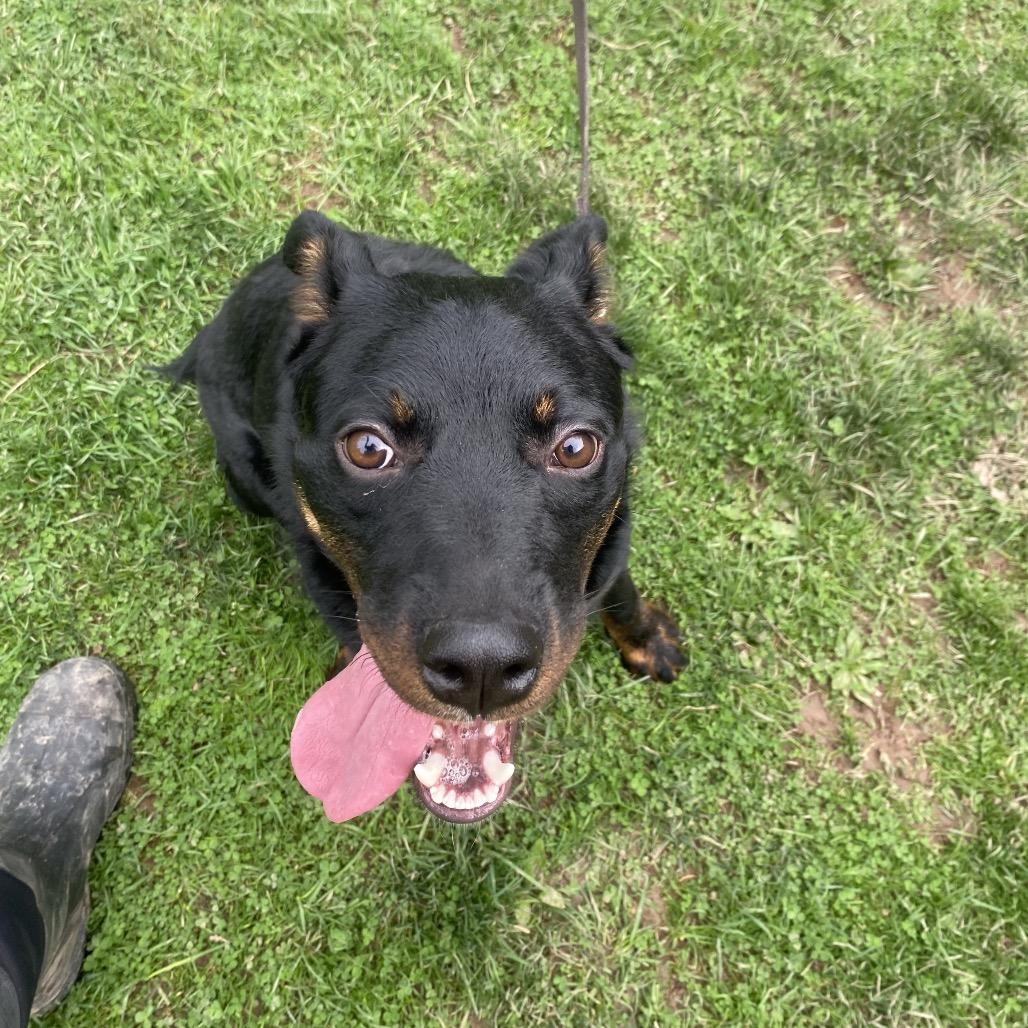 Enlarge Romeo 32, a Adoptable mixed breed in Canastota, NY image 3/6