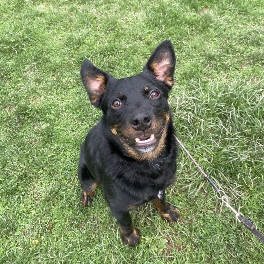 Enlarge Romeo 32, a Adoptable mixed breed in Canastota, NY image 4/6
