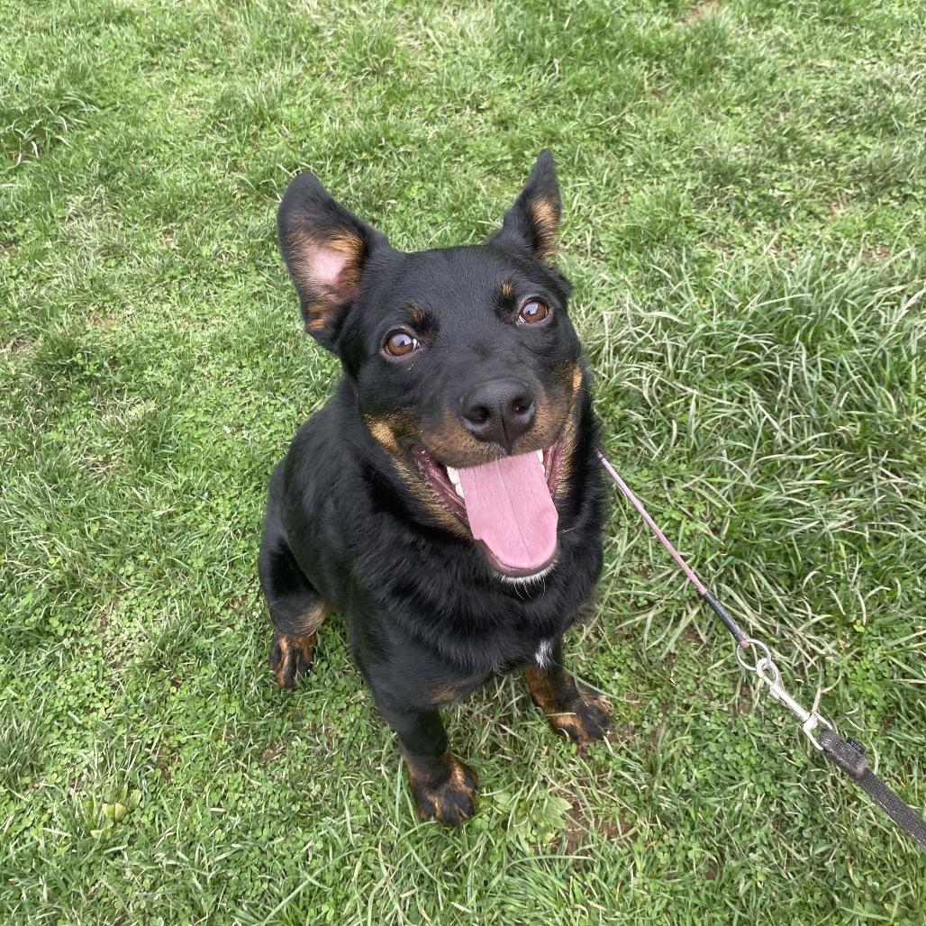 Enlarge Romeo 32, a Adoptable mixed breed in Canastota, NY image 5/6