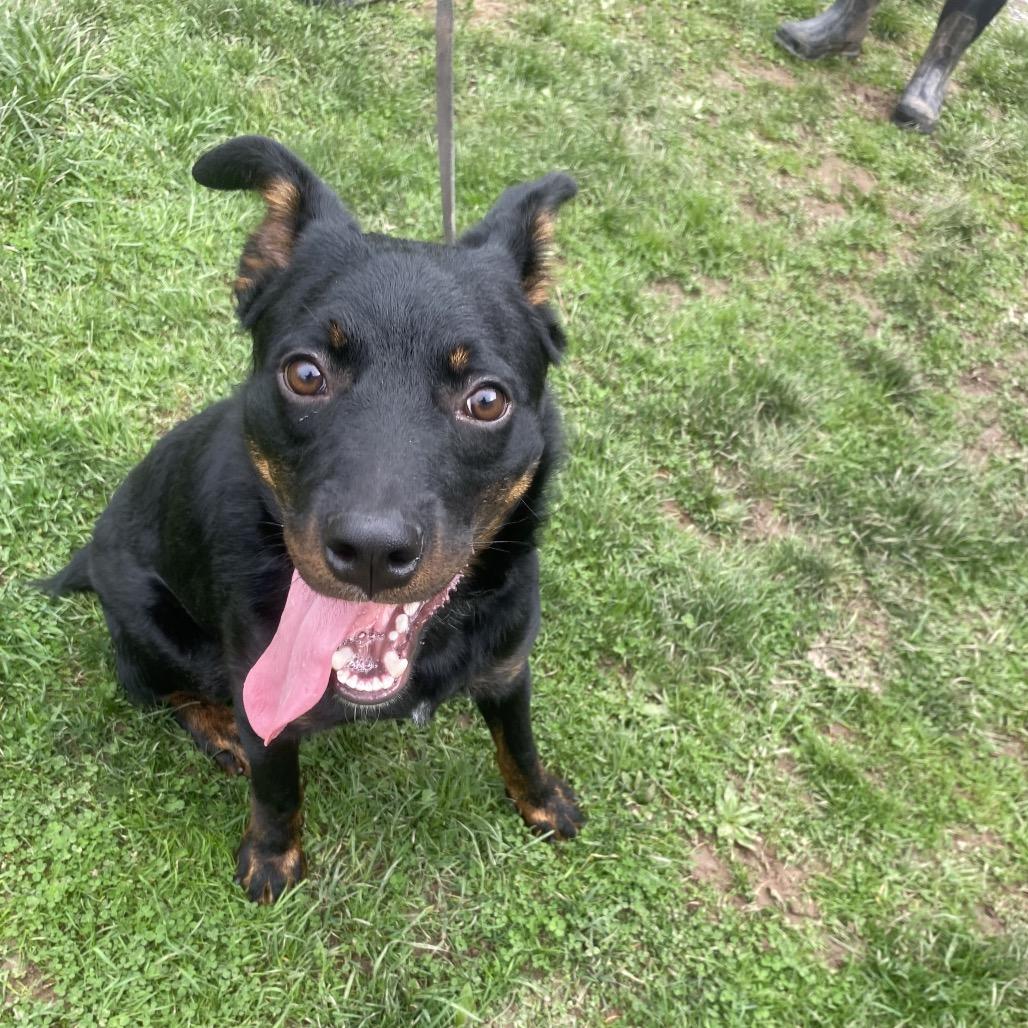 Enlarge Romeo 32, a Adoptable mixed breed in Canastota, NY image 6/6