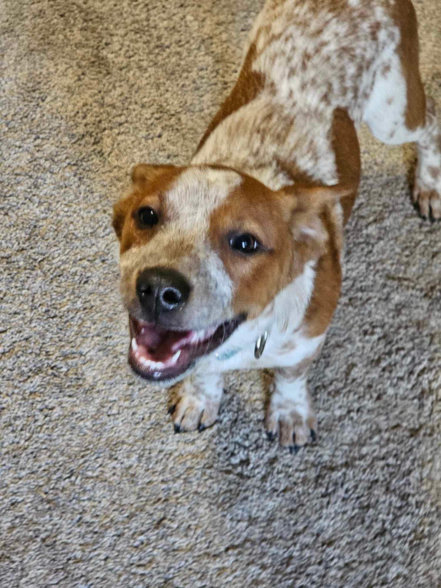 Dog for adoption Merle 20241115 01 an Australian Cattle Dog Blue Heeler Chihuahua Mix in Niagara on the Lake ON Petfinder
