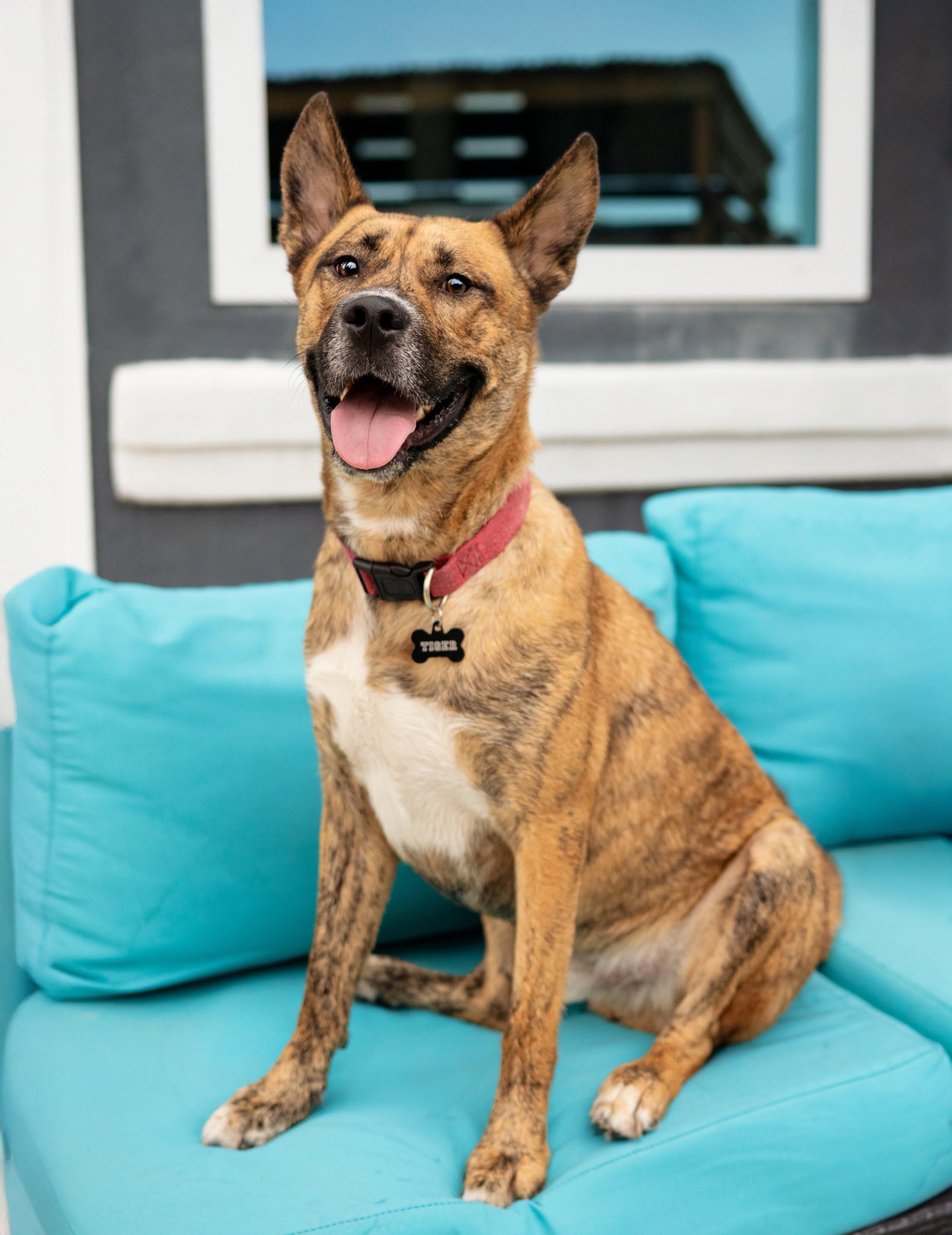 Enlarge Tiger, a Adoptable mixed breed in Las Vegas, NV image 4/5