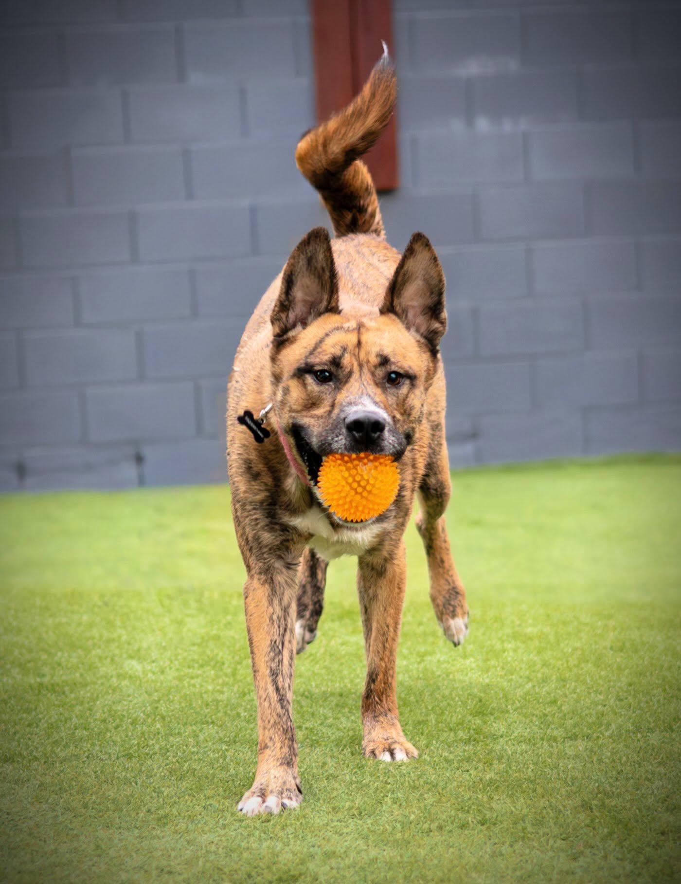 Enlarge Tiger, a Adoptable mixed breed in Las Vegas, NV image 5/5