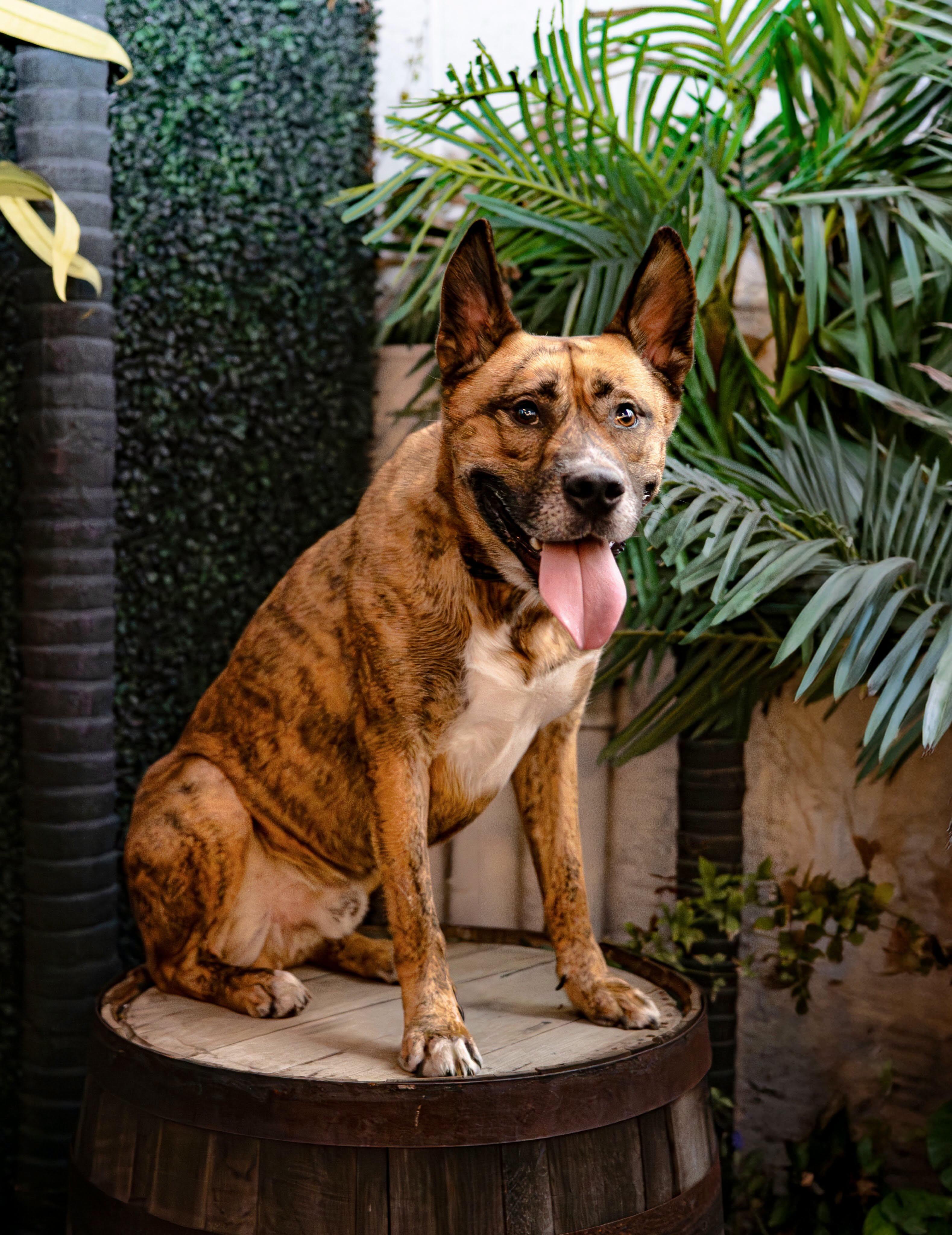 Enlarge Tiger, a Adoptable mixed breed in Las Vegas, NV image 1/5