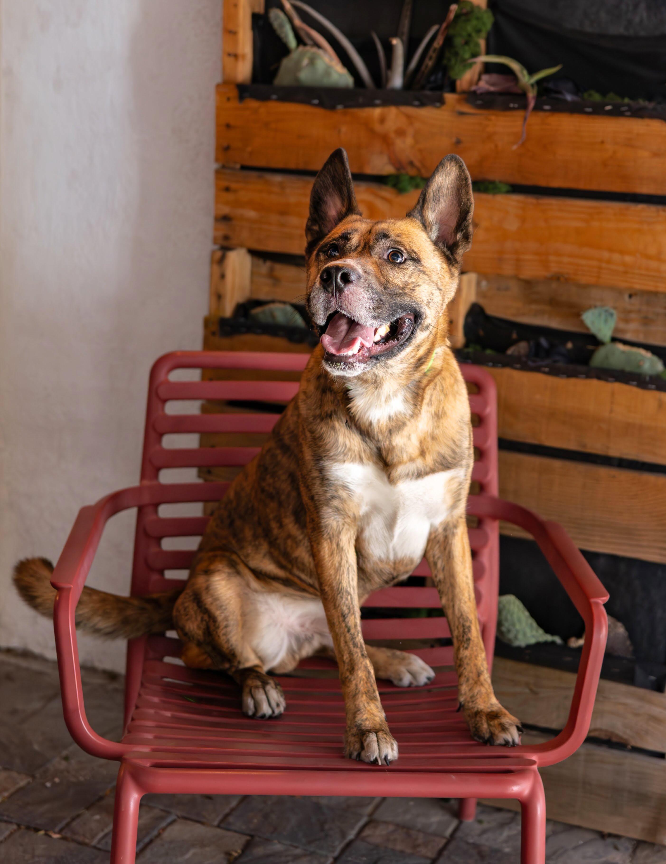 Enlarge Tiger, a Adoptable mixed breed in Las Vegas, NV image 2/5