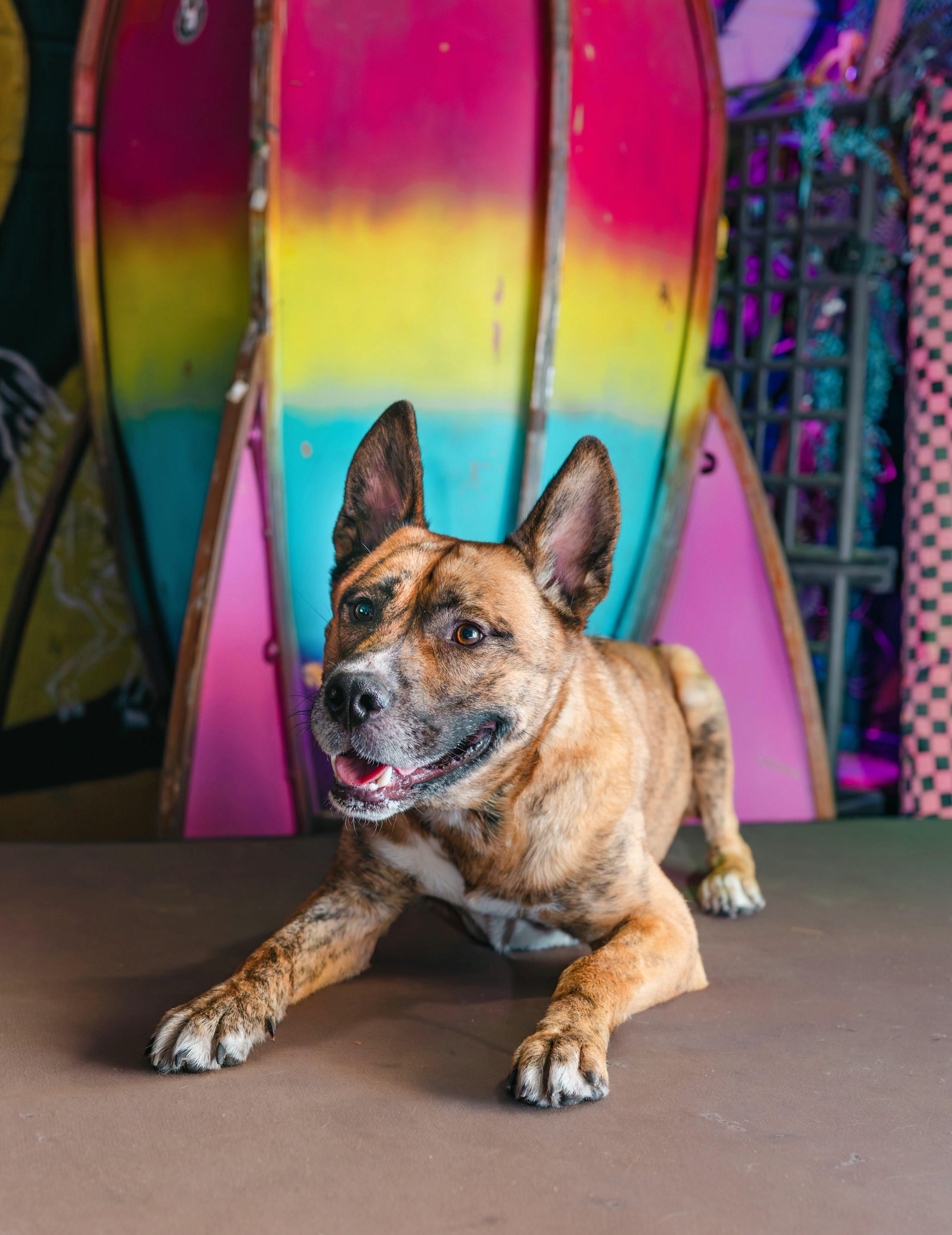 Enlarge Tiger, a Adoptable mixed breed in Las Vegas, NV image 3/5
