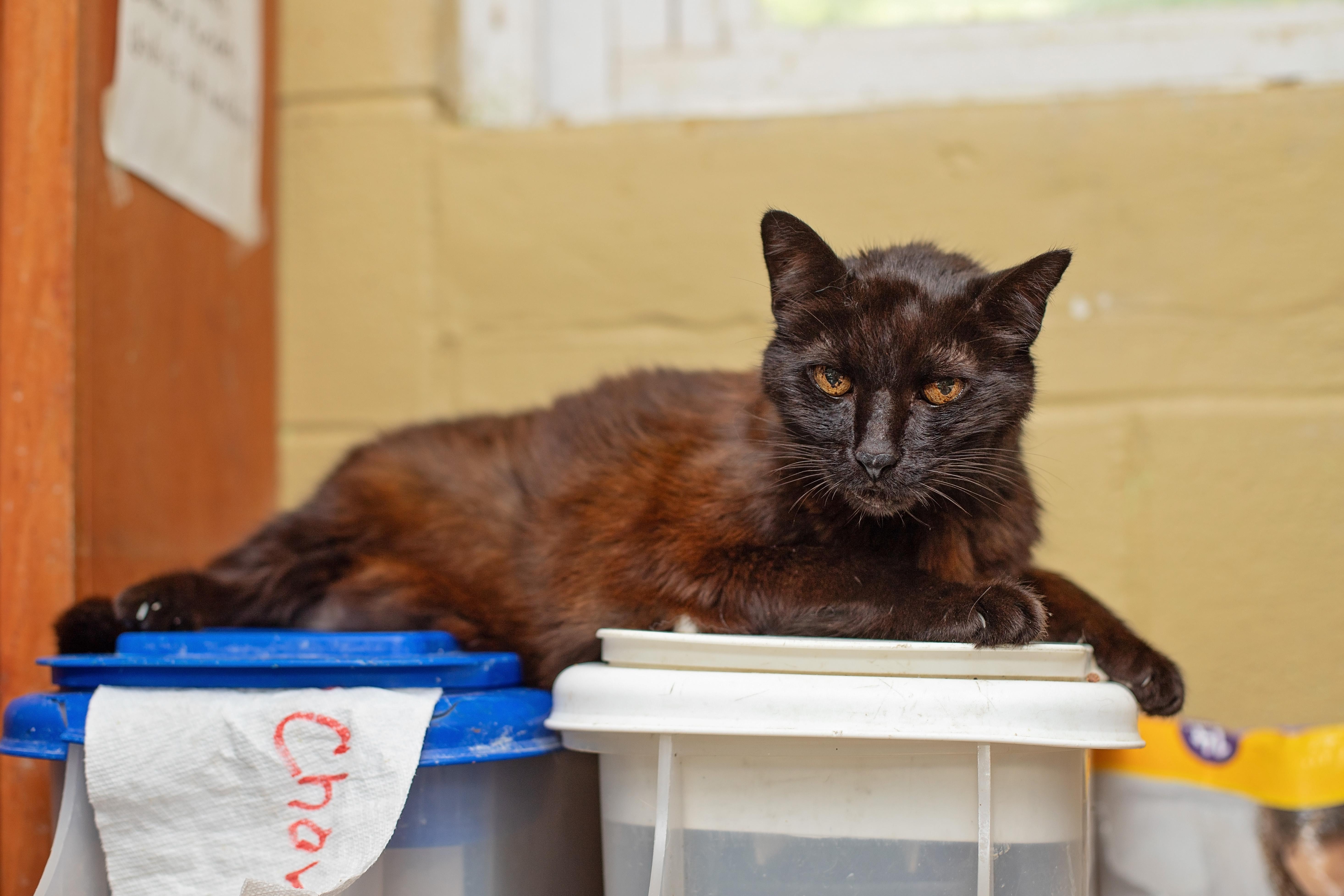Scotty, a Adoptable Domestic Short Hair in Landenberg, PA image 3/4