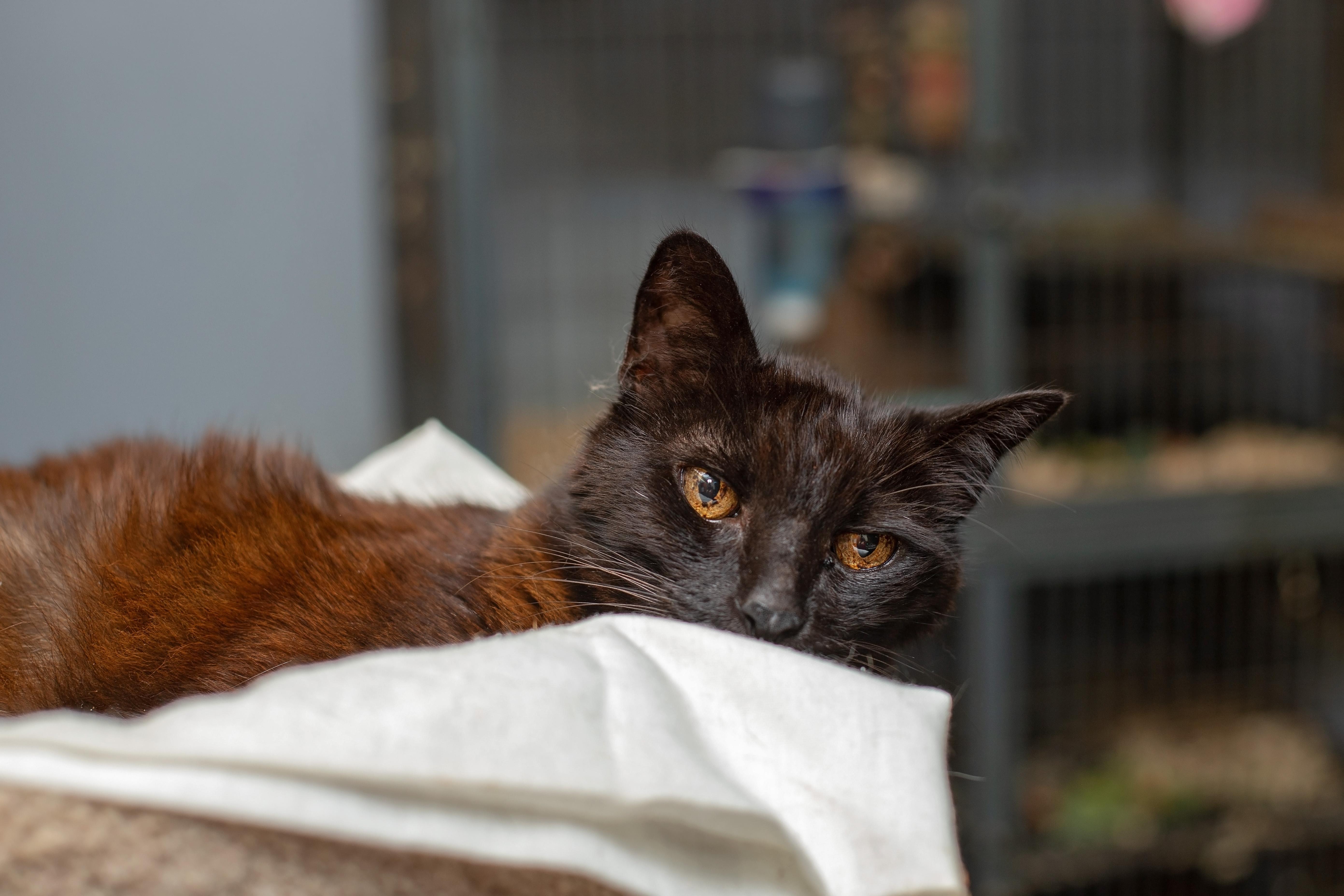 Scotty, a Adoptable Domestic Short Hair in Landenberg, PA image 2/4