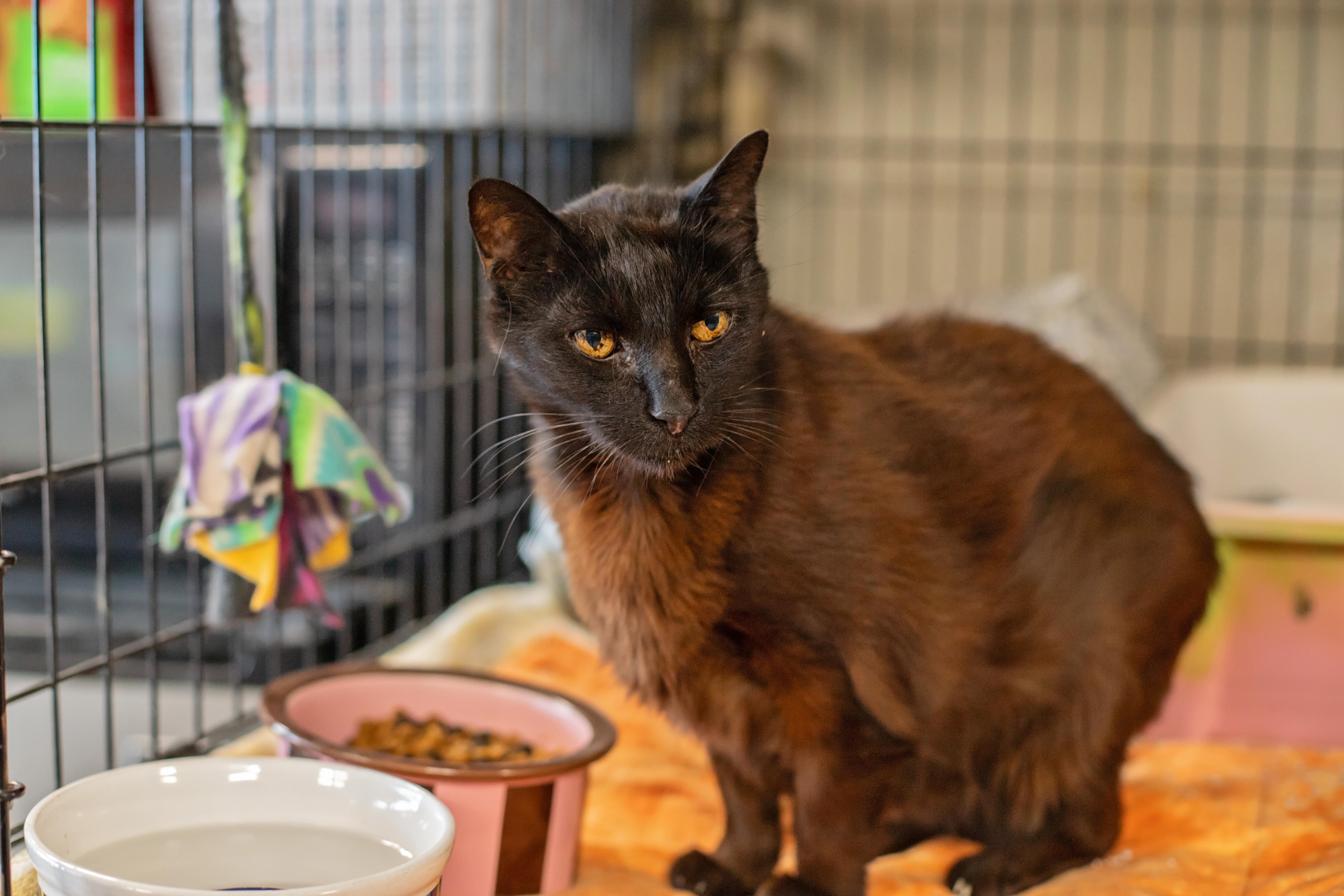 Scotty, Adoptable, Senior Male Domestic Short Hair.