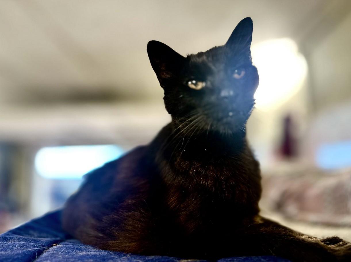 Scotty, a Adoptable Domestic Short Hair in Landenberg, PA image 4/4