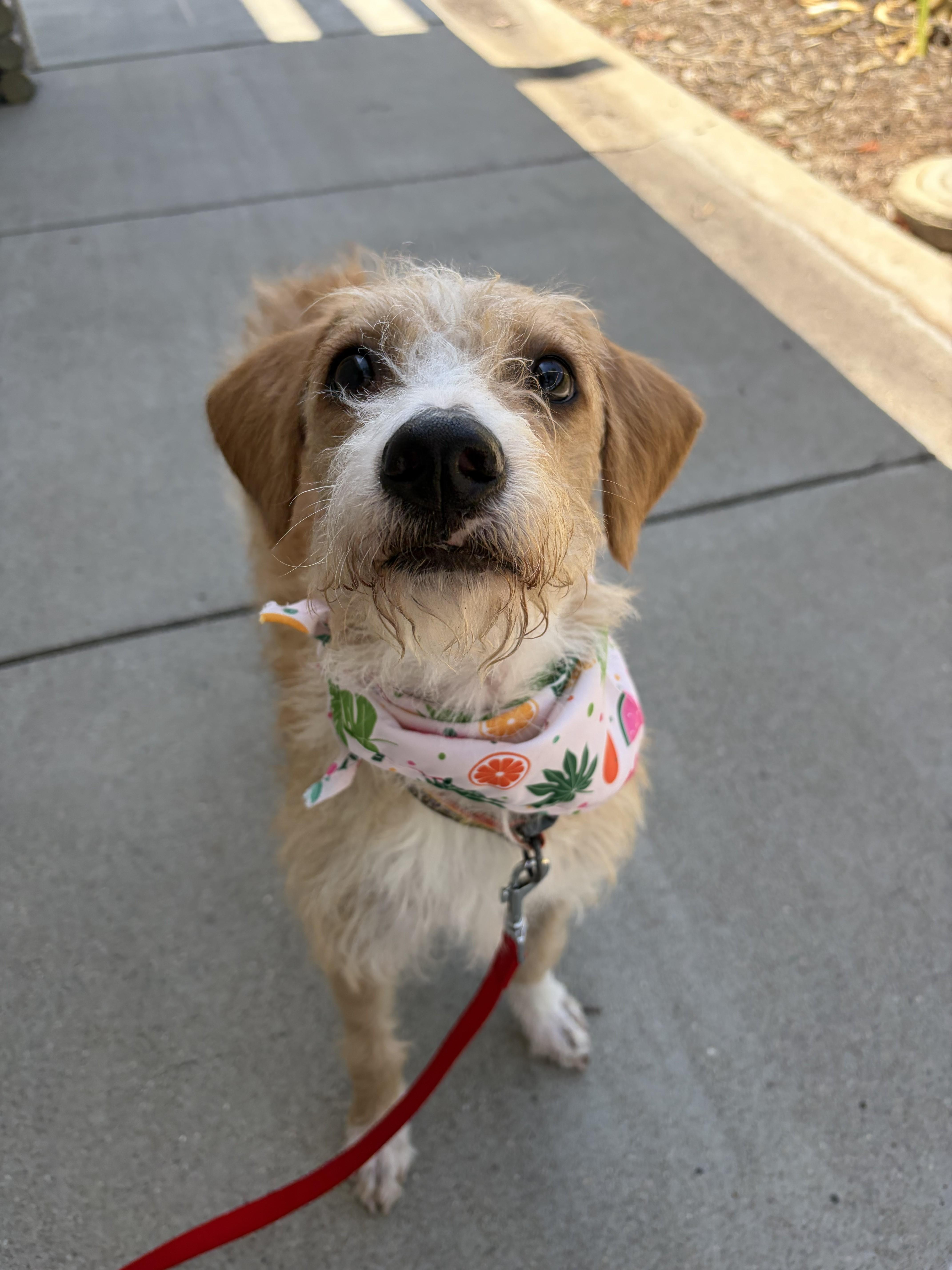 Molly, ADOPTABLE, Puppy Female Wheaten Terrier.
