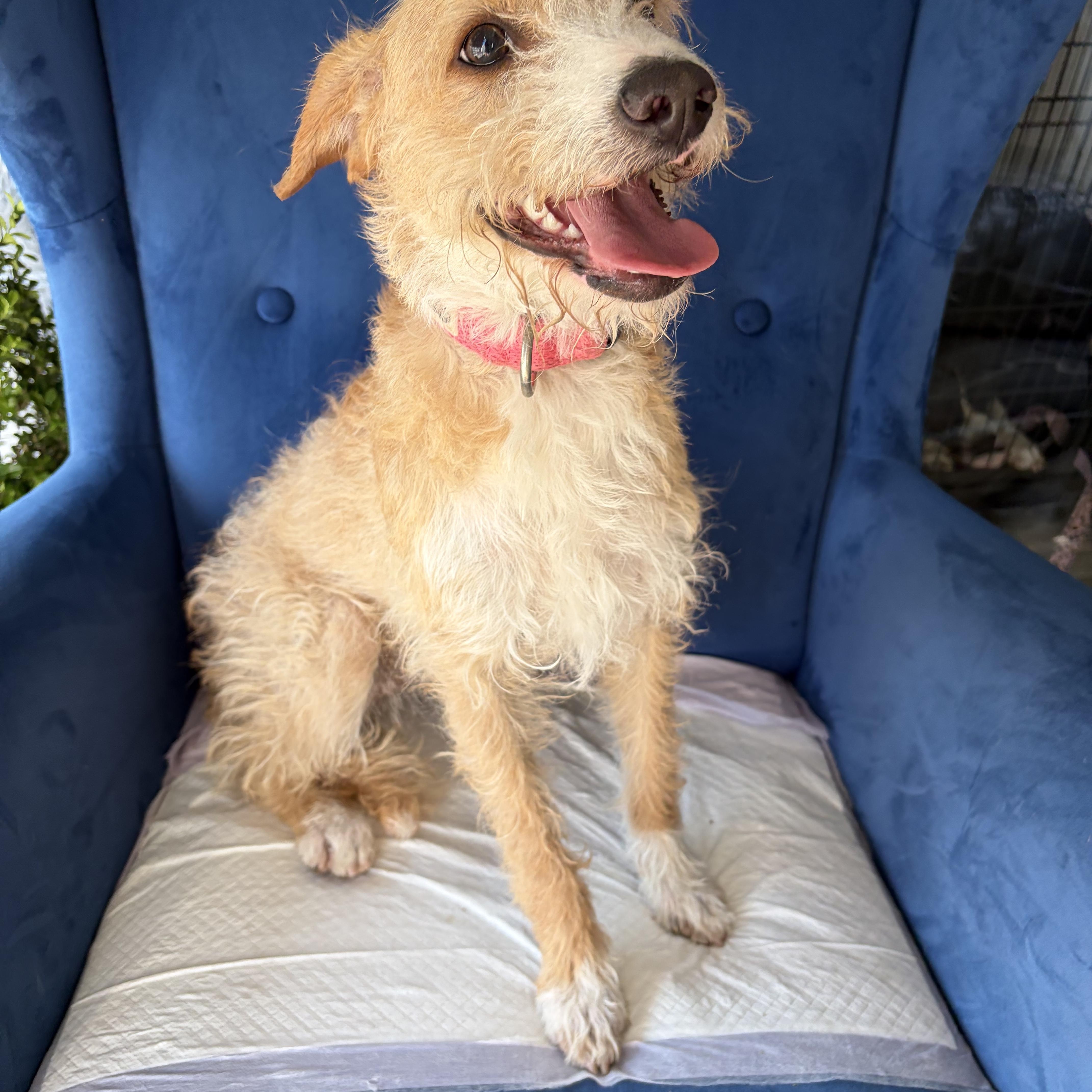Molly, a ADOPTABLE mixed breed in Poway, CA image 3/4