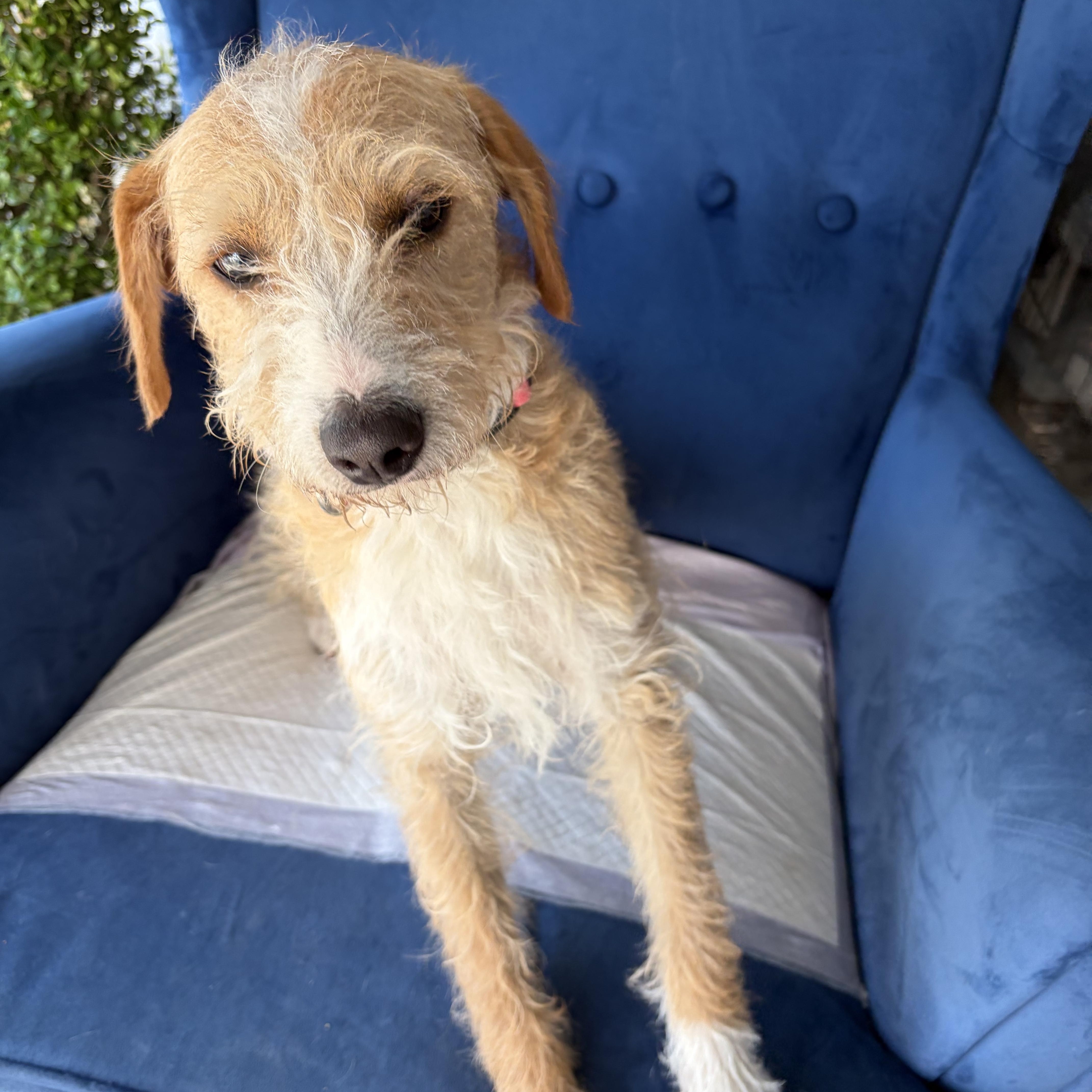 Molly, a ADOPTABLE mixed breed in Poway, CA image 4/4
