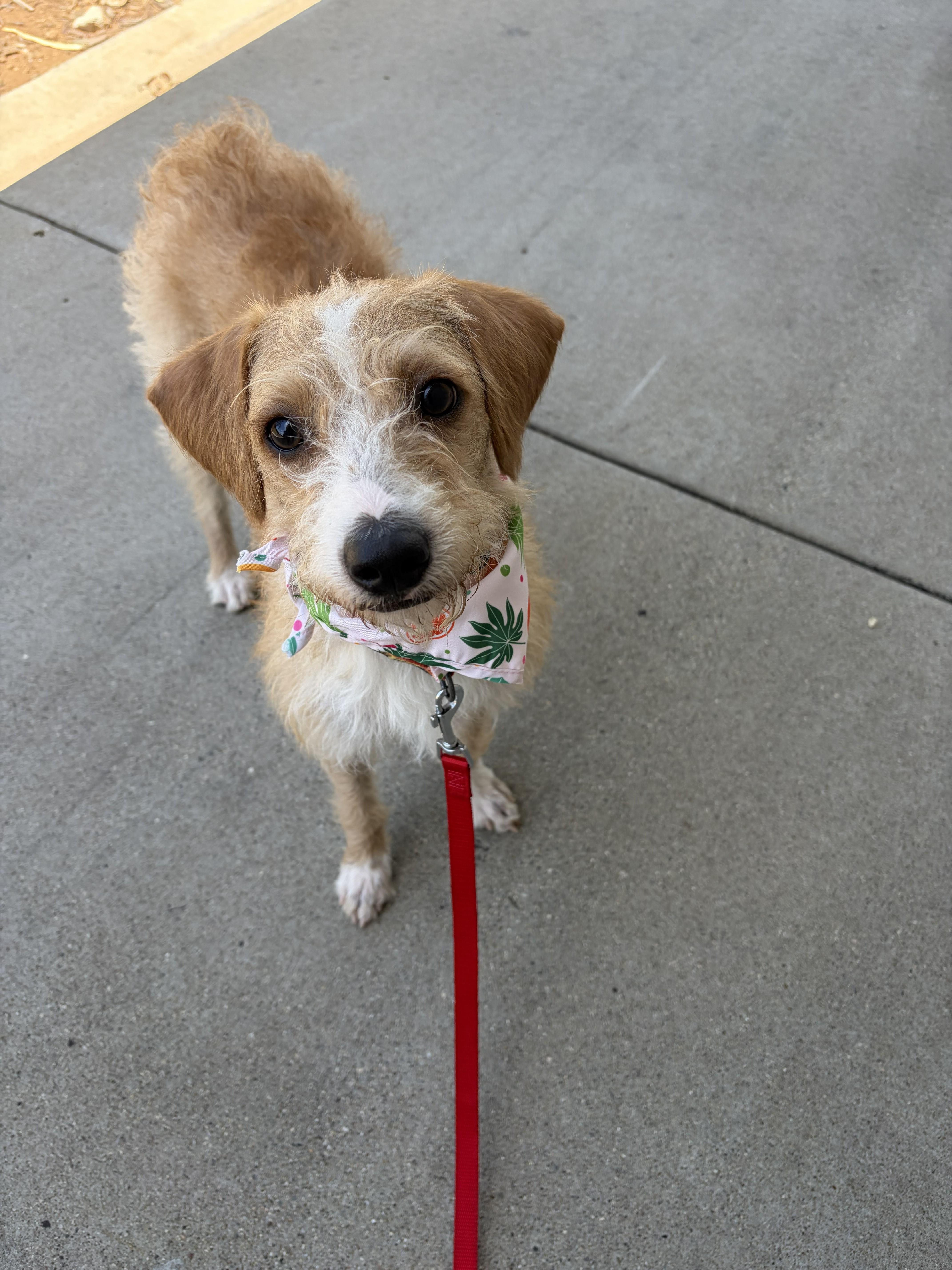 Molly, a ADOPTABLE mixed breed in Poway, CA image 2/6
