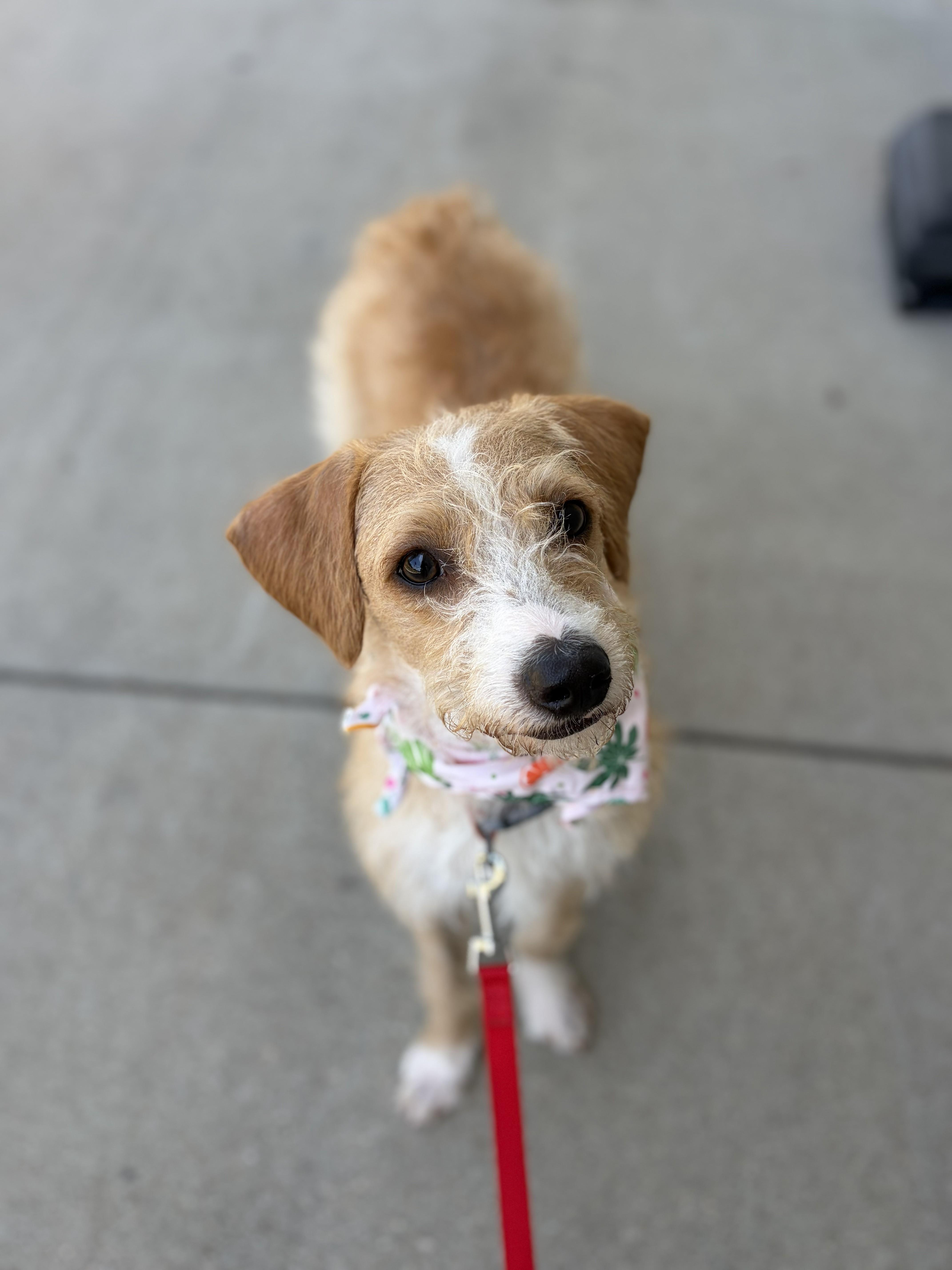 Molly, a ADOPTABLE mixed breed in Poway, CA image 5/6