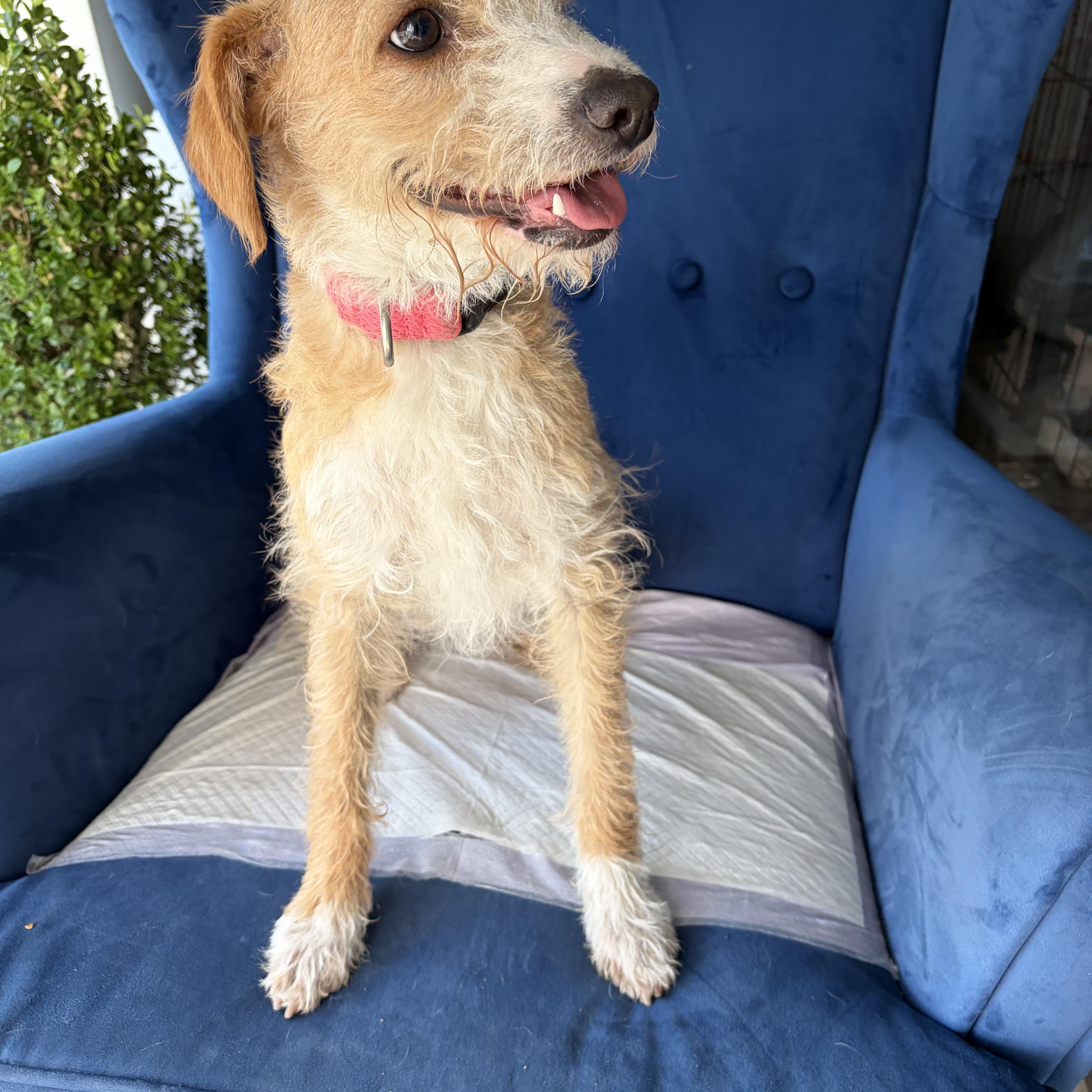 Molly, a ADOPTABLE mixed breed in Poway, CA image 2/4