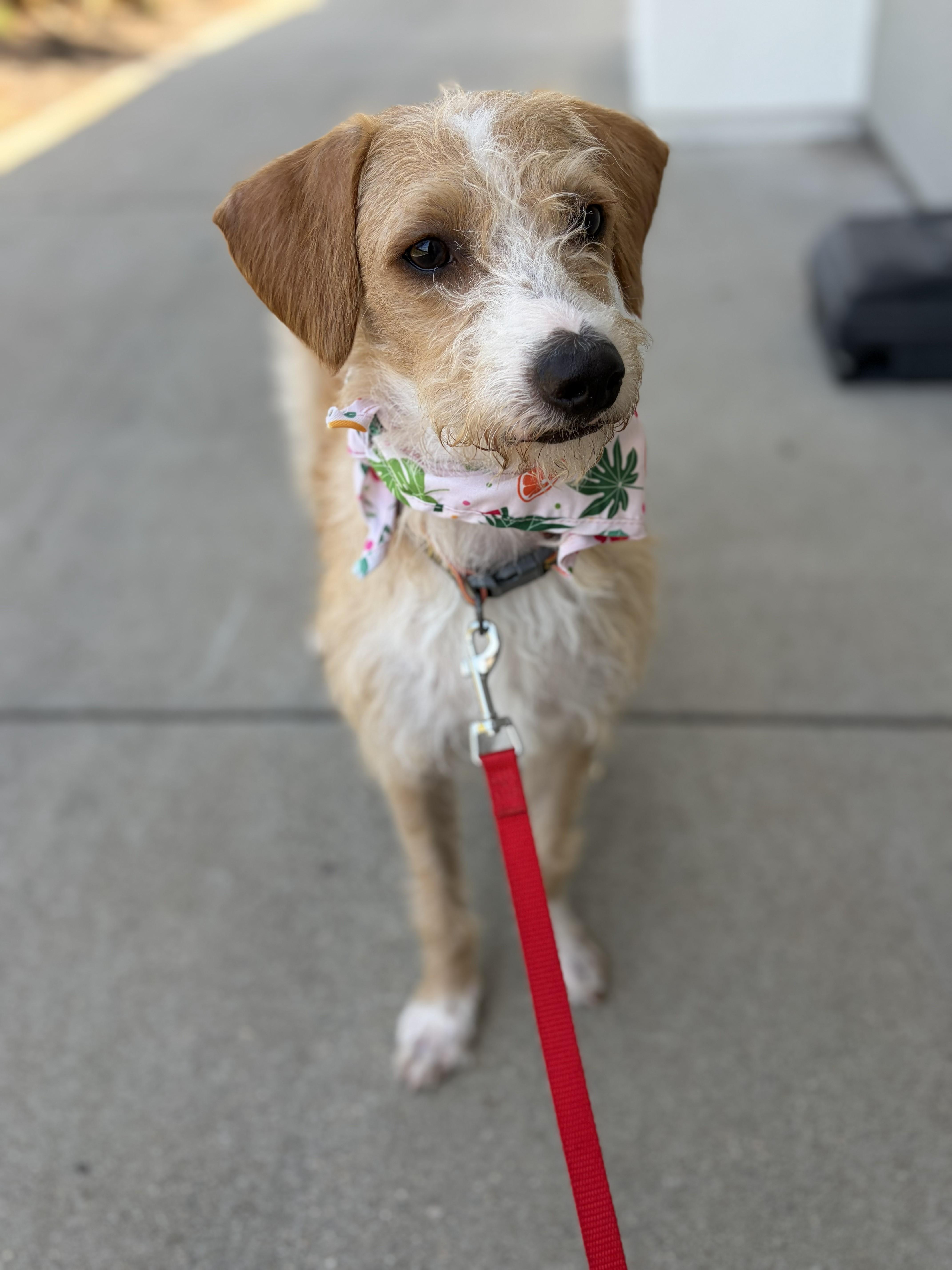 Molly, a ADOPTABLE mixed breed in Poway, CA image 6/6