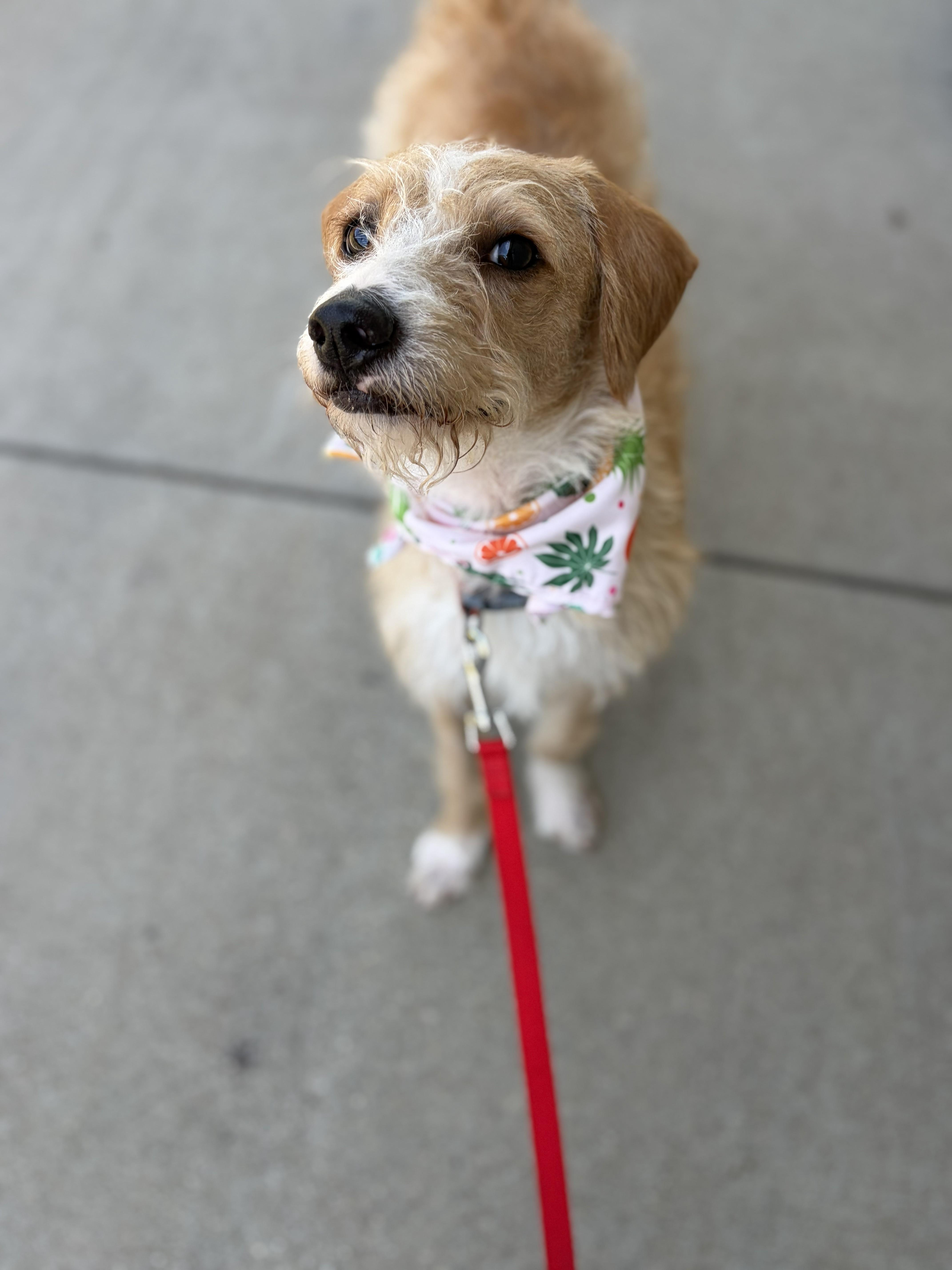 Molly, a ADOPTABLE mixed breed in Poway, CA image 4/6