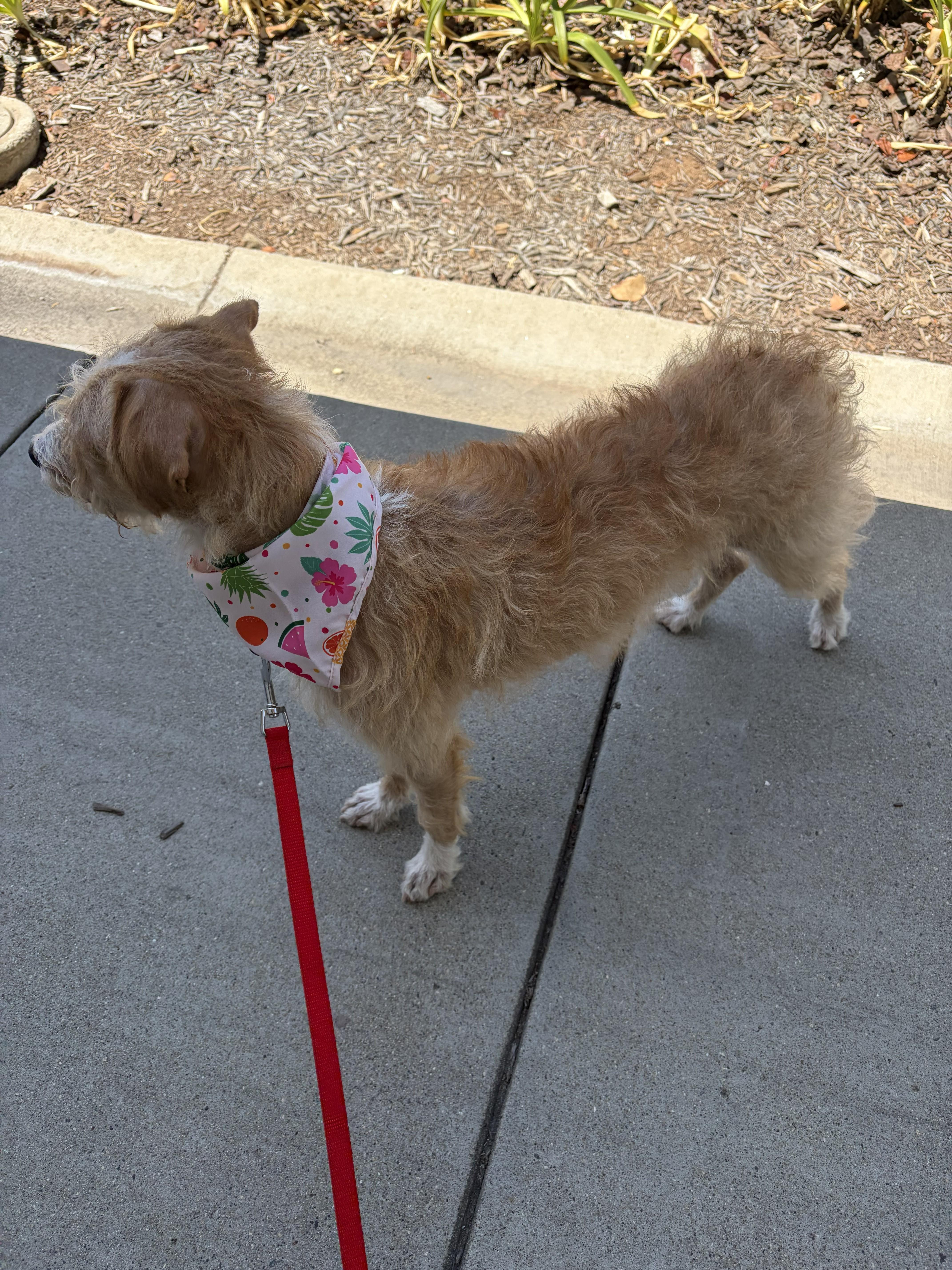 Molly, a ADOPTABLE mixed breed in Poway, CA image 3/6