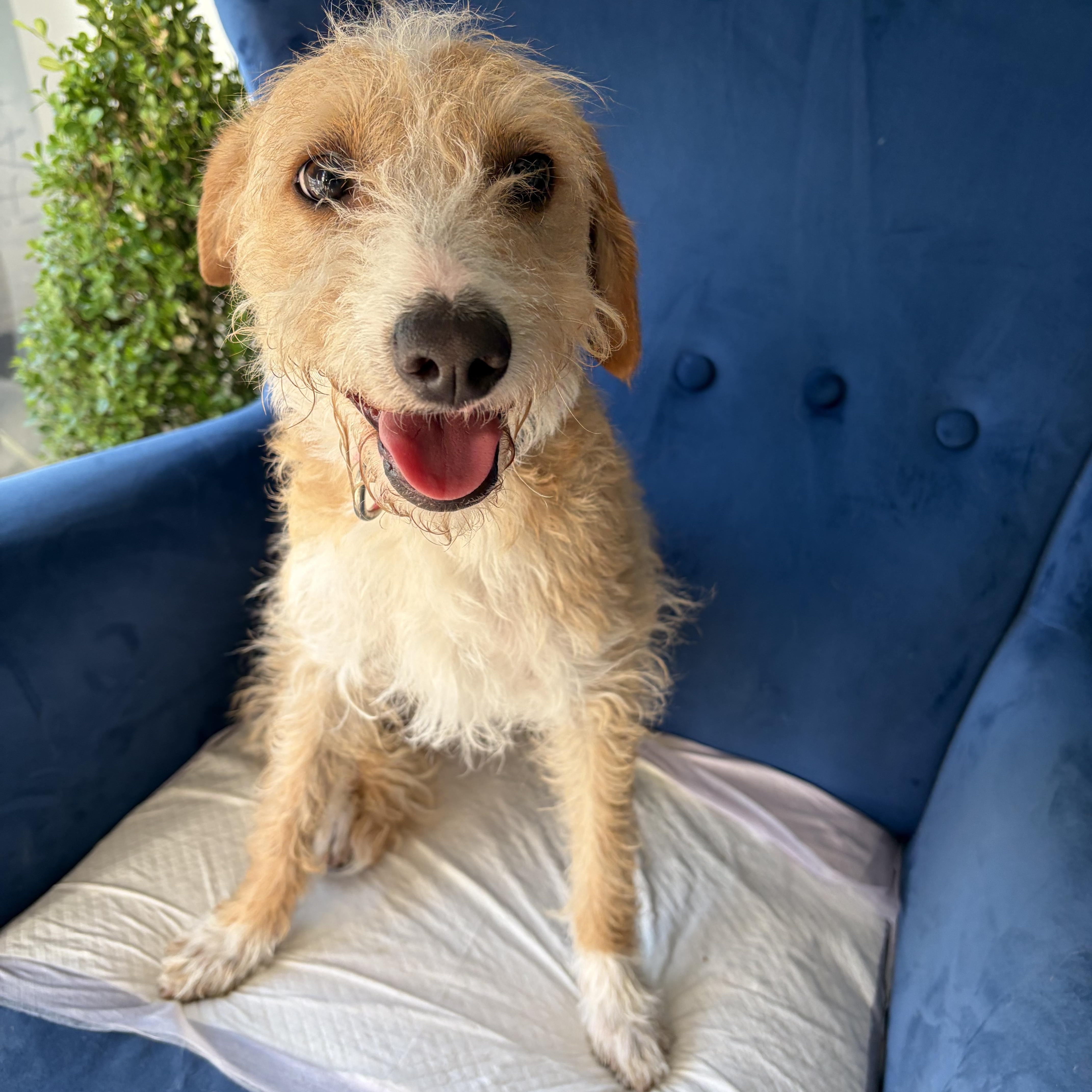 Molly, a ADOPTABLE mixed breed in Poway, CA image 1/4