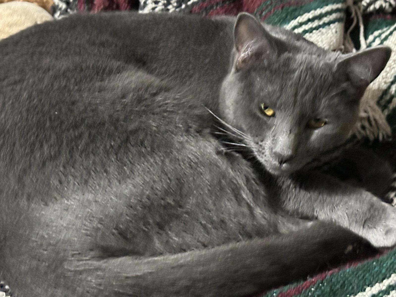 TINSEL, Adoptable, Kitten Male Domestic Short Hair.