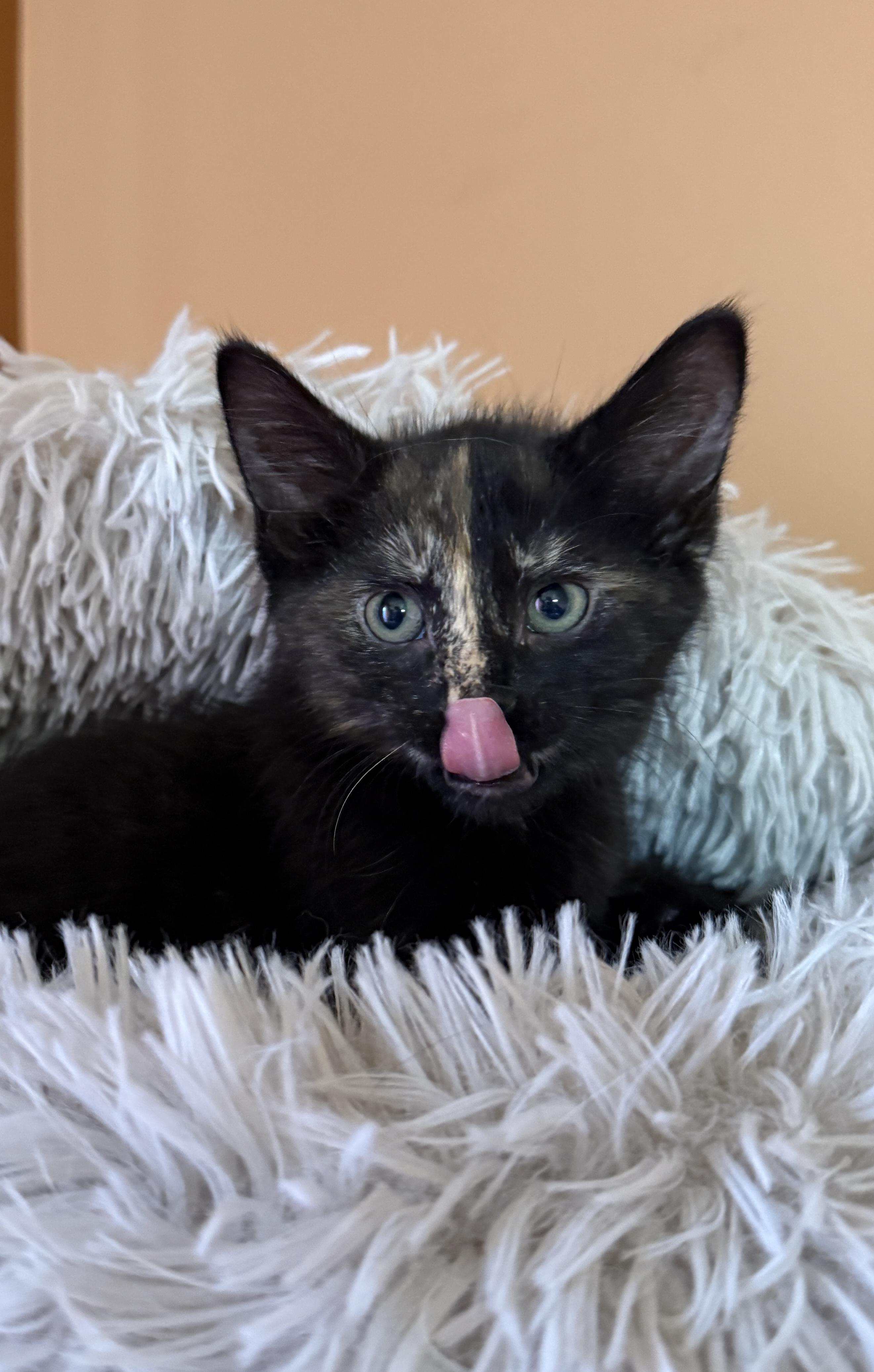 Della, a Adoptable Domestic Short Hair in South Elgin, IL image 2/2