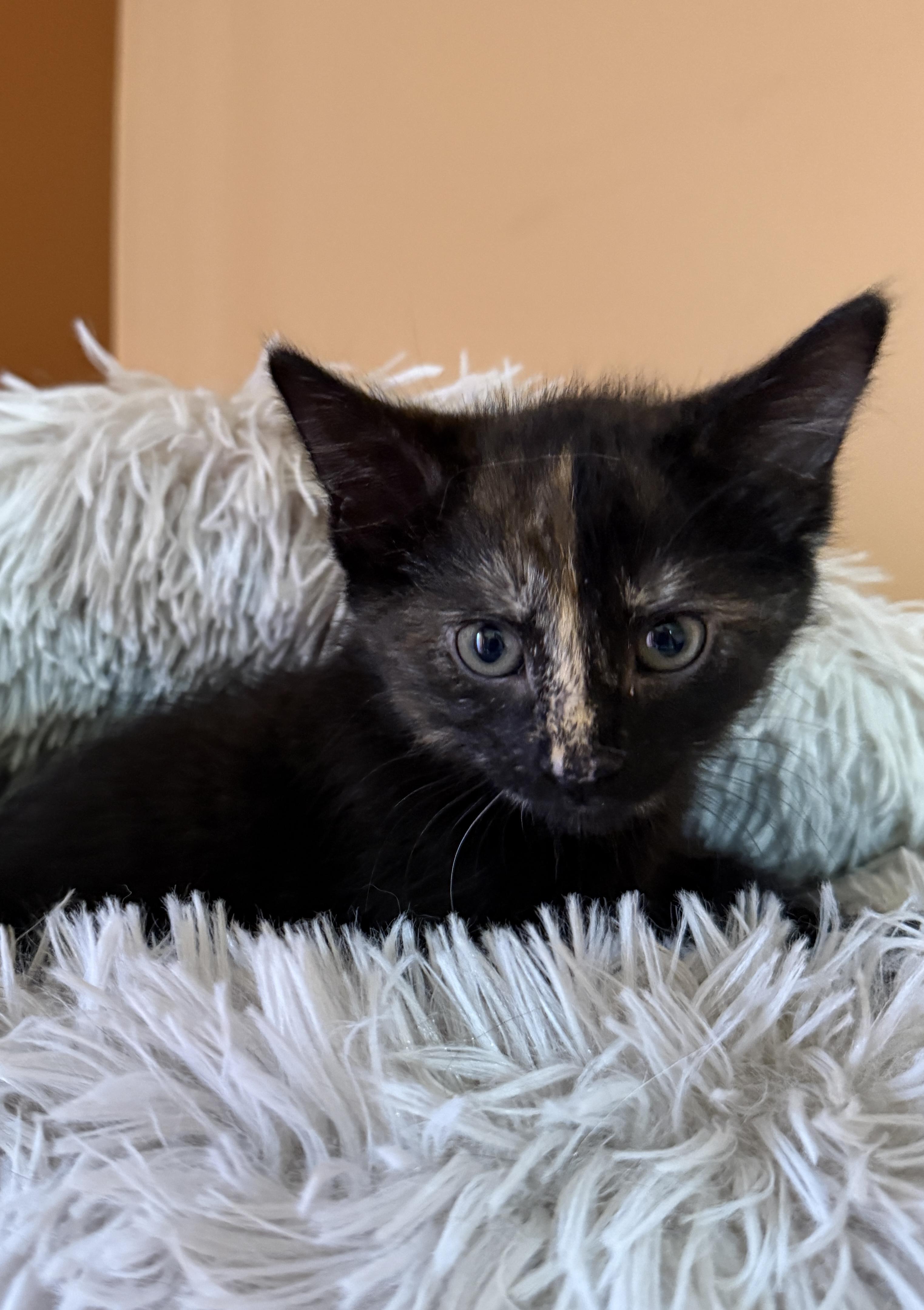 Della, Adoptable, Kitten Female Domestic Short Hair.