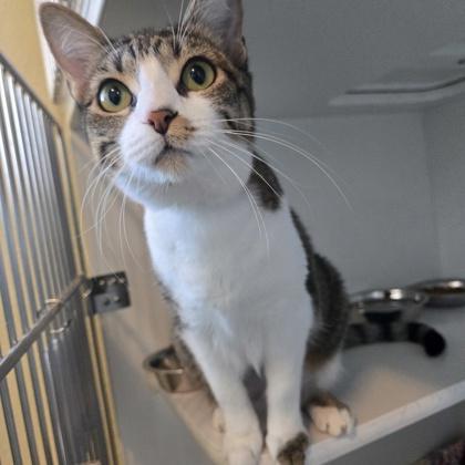 Mya, Adoptable, Young Female Domestic Short Hair & Domestic Short Hair.