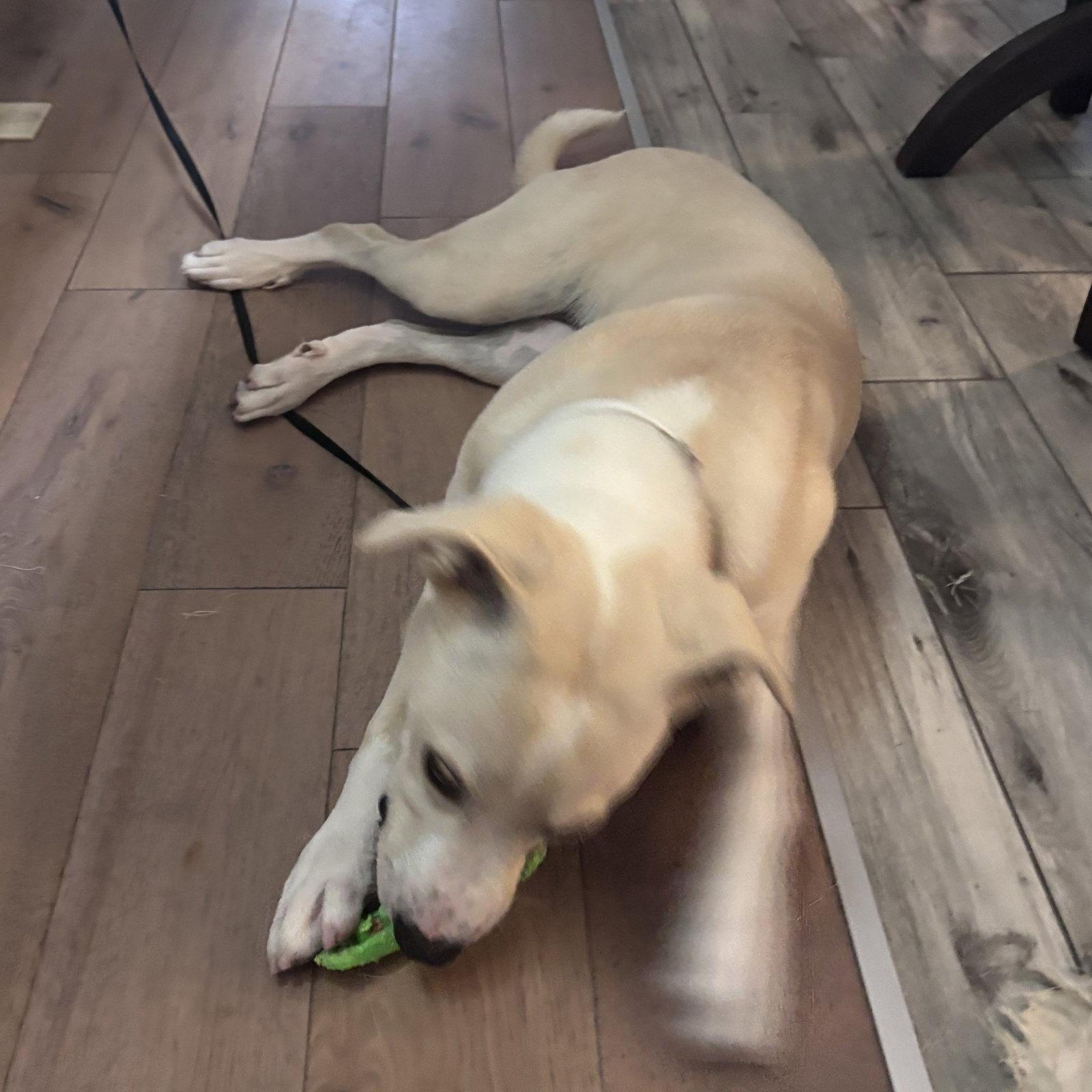Enlarge PEARL  (LOWER FEE, IN PA), a Adopted Labrador Retriever in Hagerstown, MD image 1/2