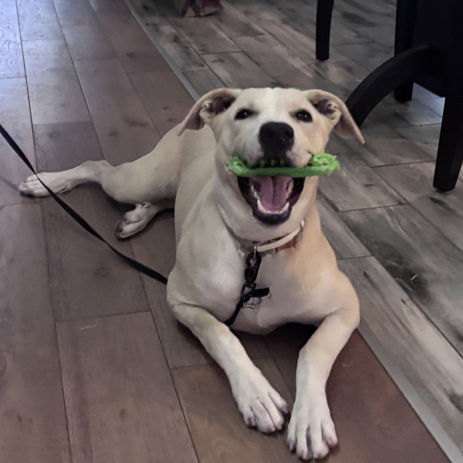 Enlarge PEARL  (LOWER FEE, IN PA), a Adopted Labrador Retriever in Hagerstown, MD image 2/2