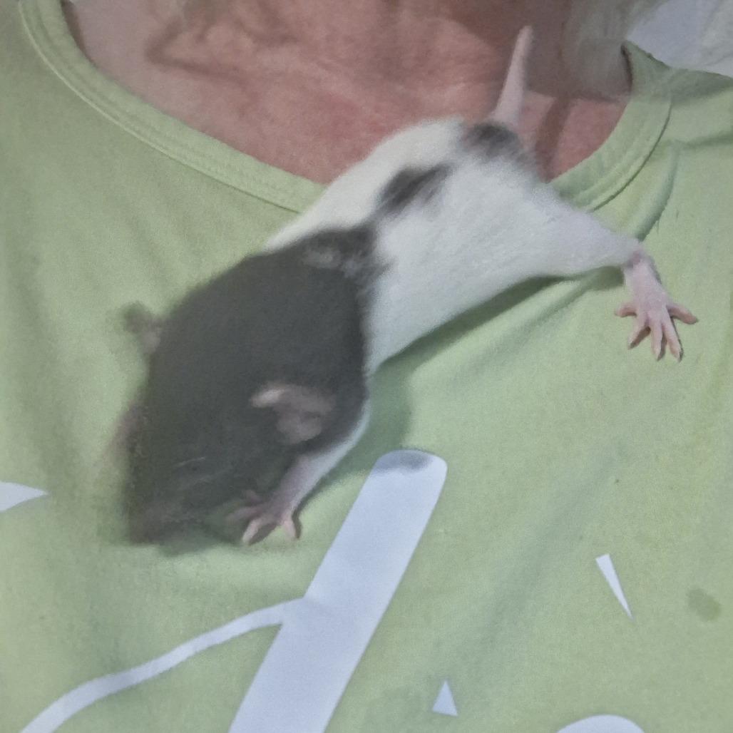 Song, Adoptable, Young Female Rat.