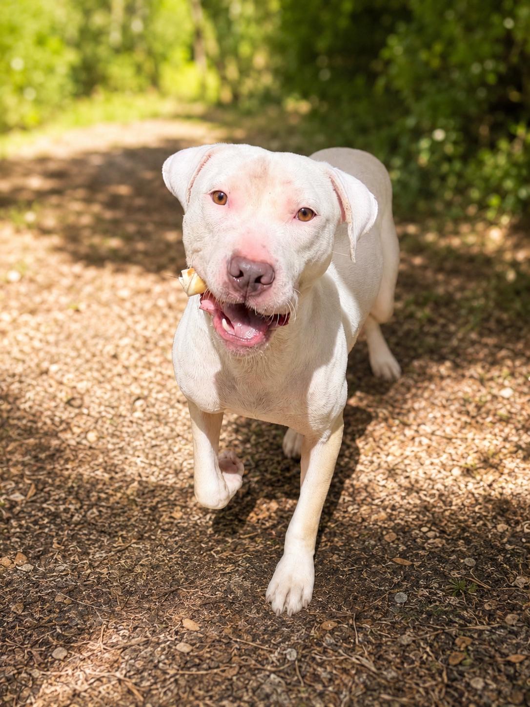 Enlarge Dottie, a Adoptable mixed breed in Evans City, PA image 5/5