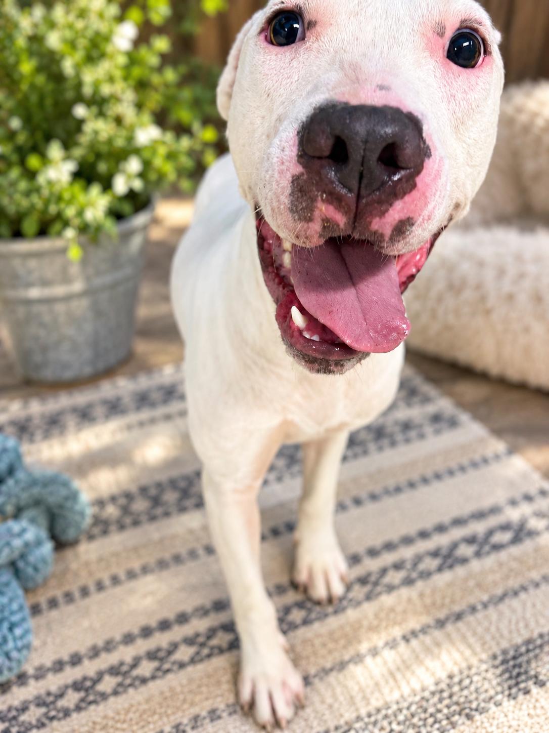 Enlarge Dottie, a Adoptable mixed breed in Evans City, PA image 4/5