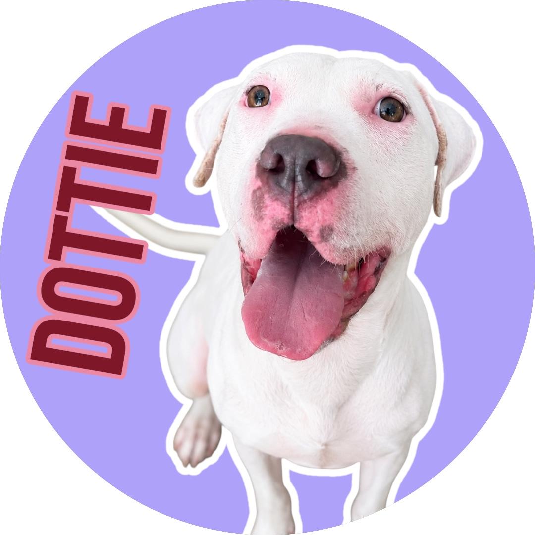 Enlarge Dottie, a Adoptable mixed breed in Evans City, PA image 1/5