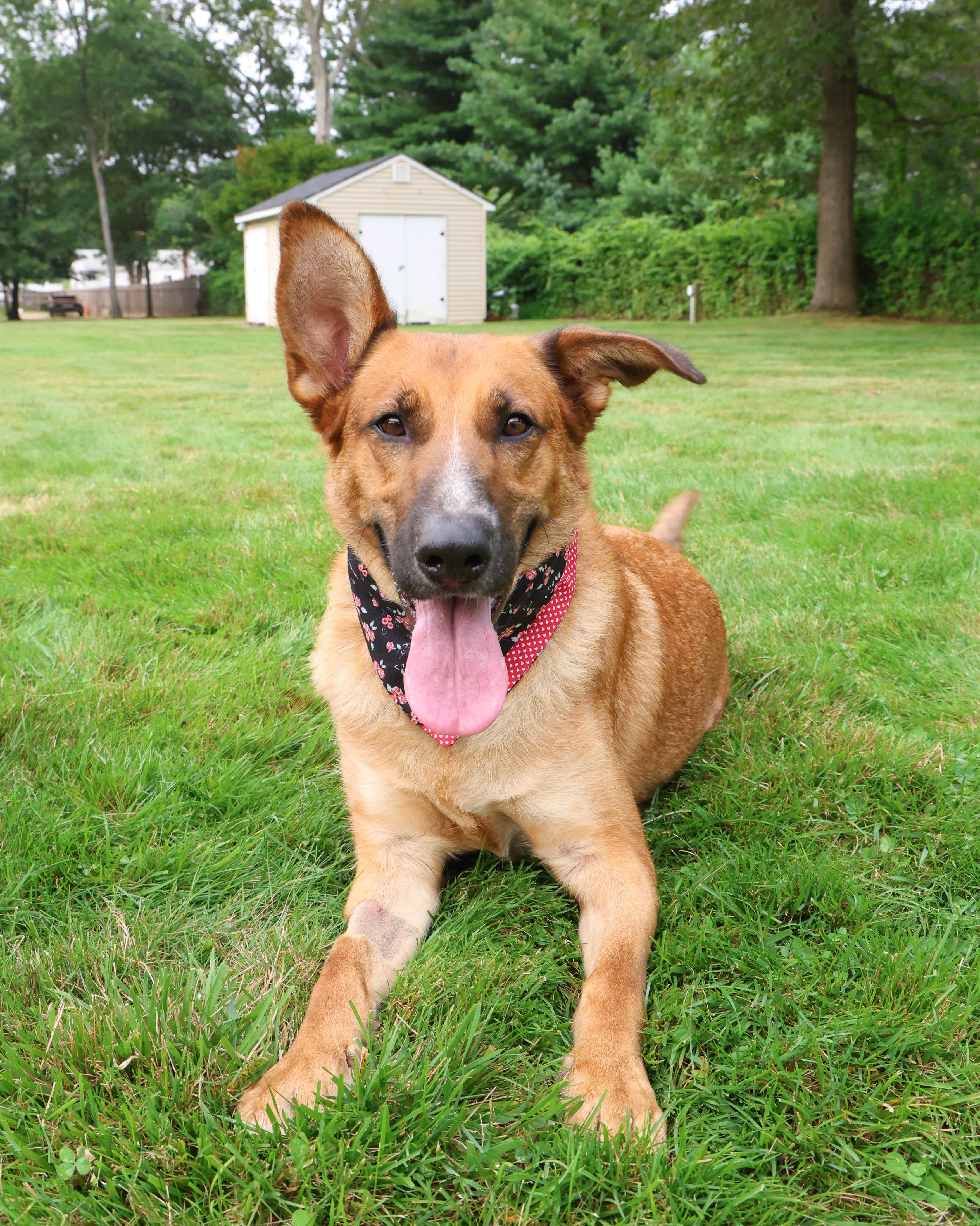 Enlarge Penelope, a Adoptable mixed breed in Hampton Bays, NY image 2/4