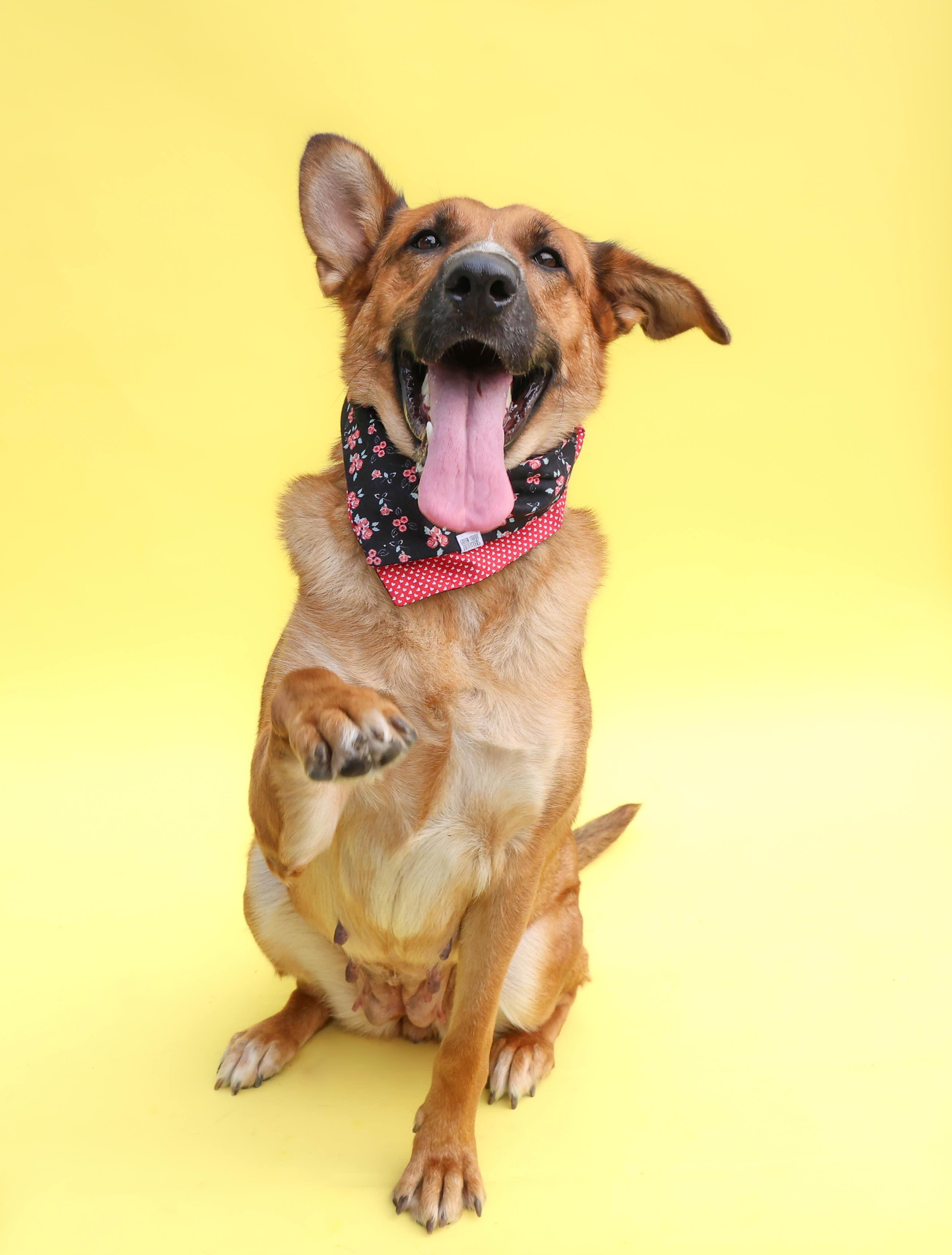 Enlarge Penelope, a Adoptable mixed breed in Hampton Bays, NY image 4/4