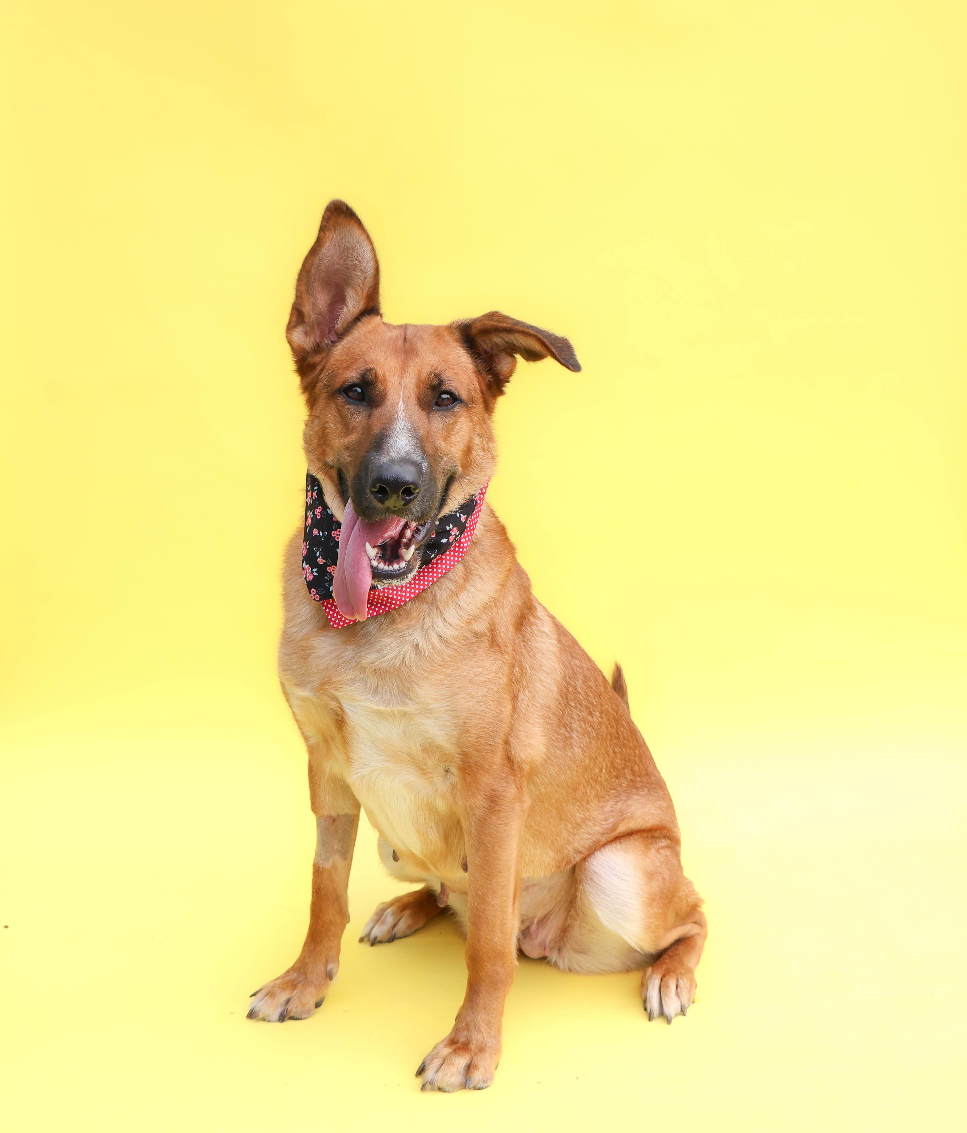 Penelope, Adoptable, Young Female Shepherd & Hound.