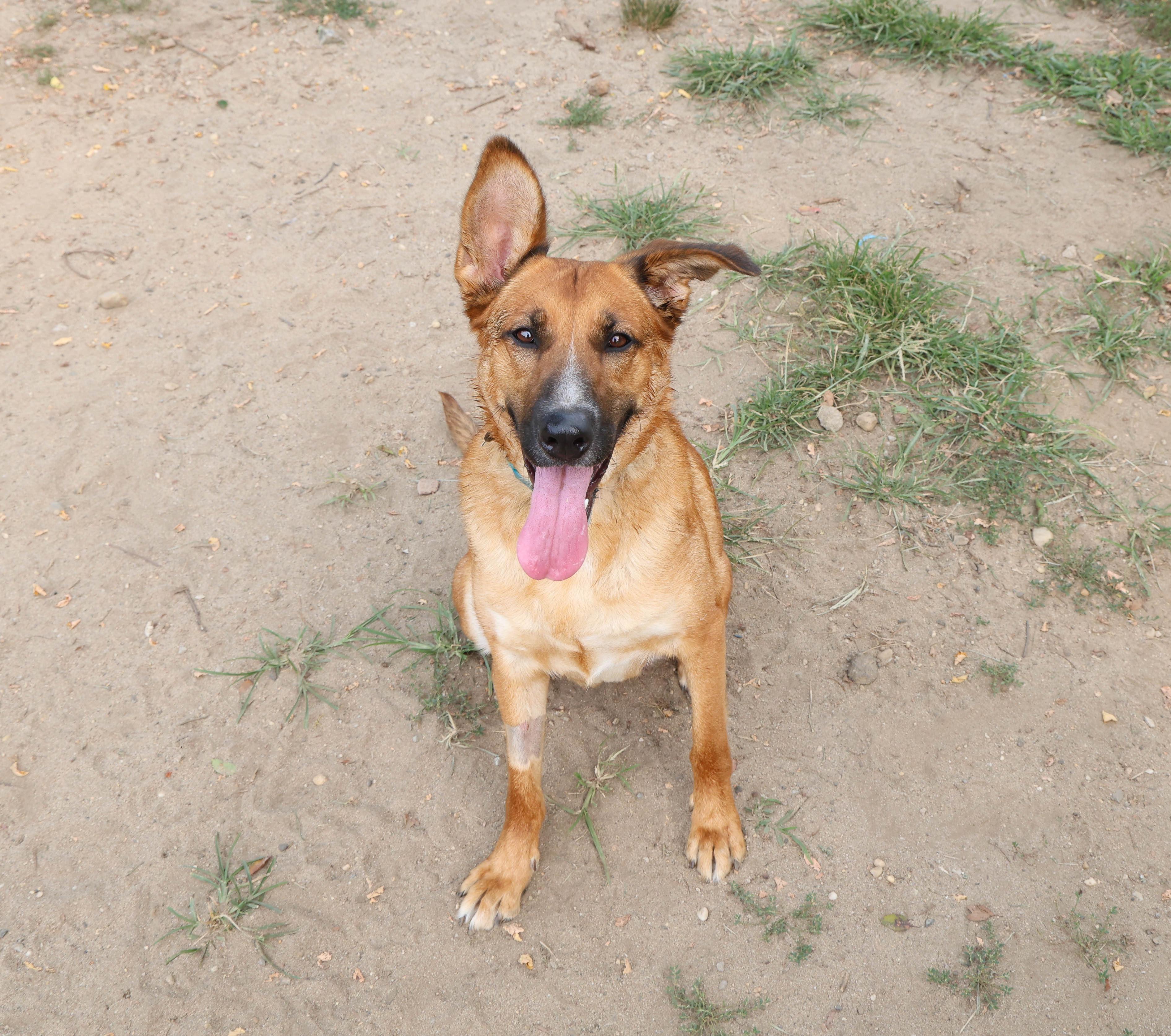 Enlarge Penelope, a Adoptable mixed breed in Hampton Bays, NY image 3/4