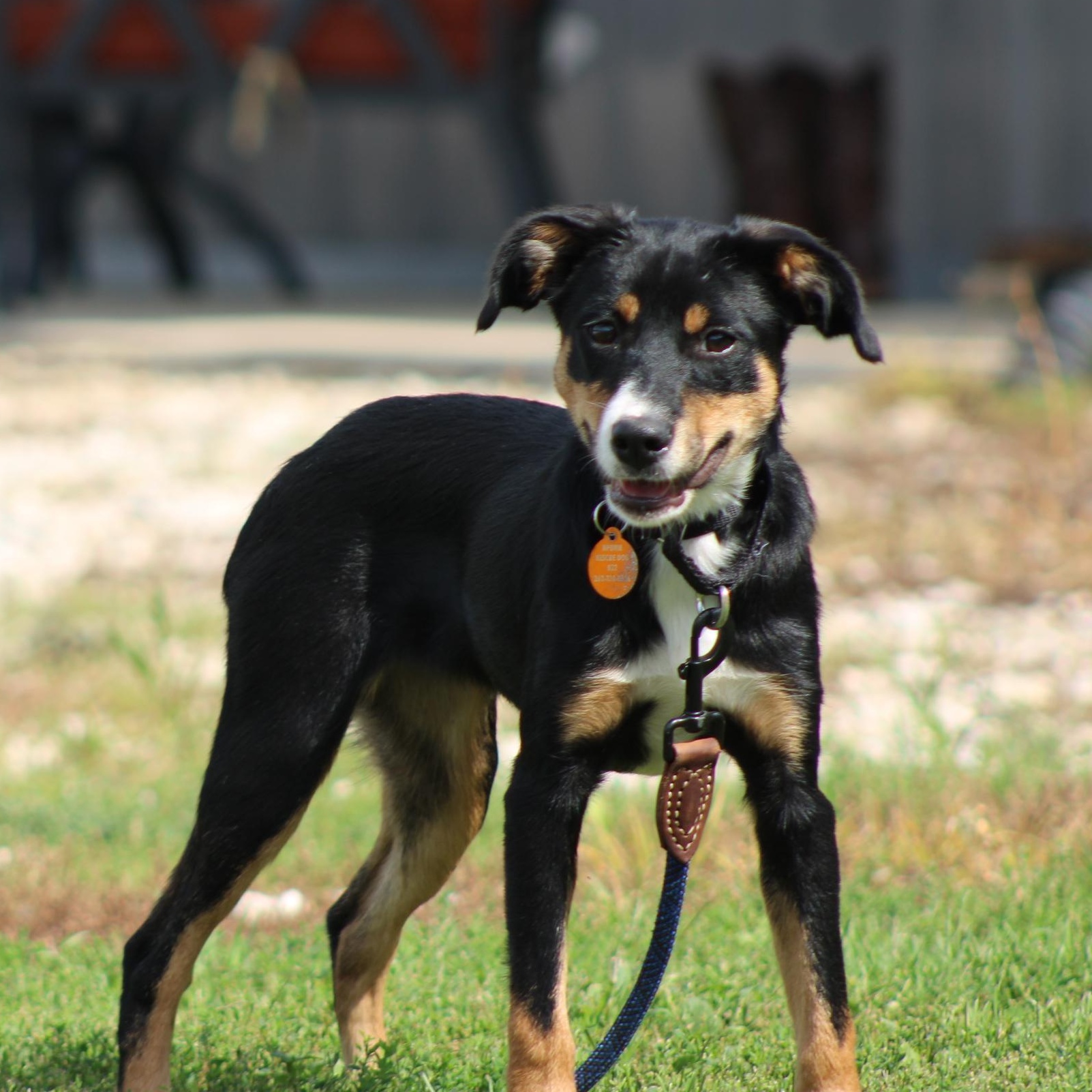 Enlarge Fawn, a Adopted mixed breed in Waukesha , WI image 2/6