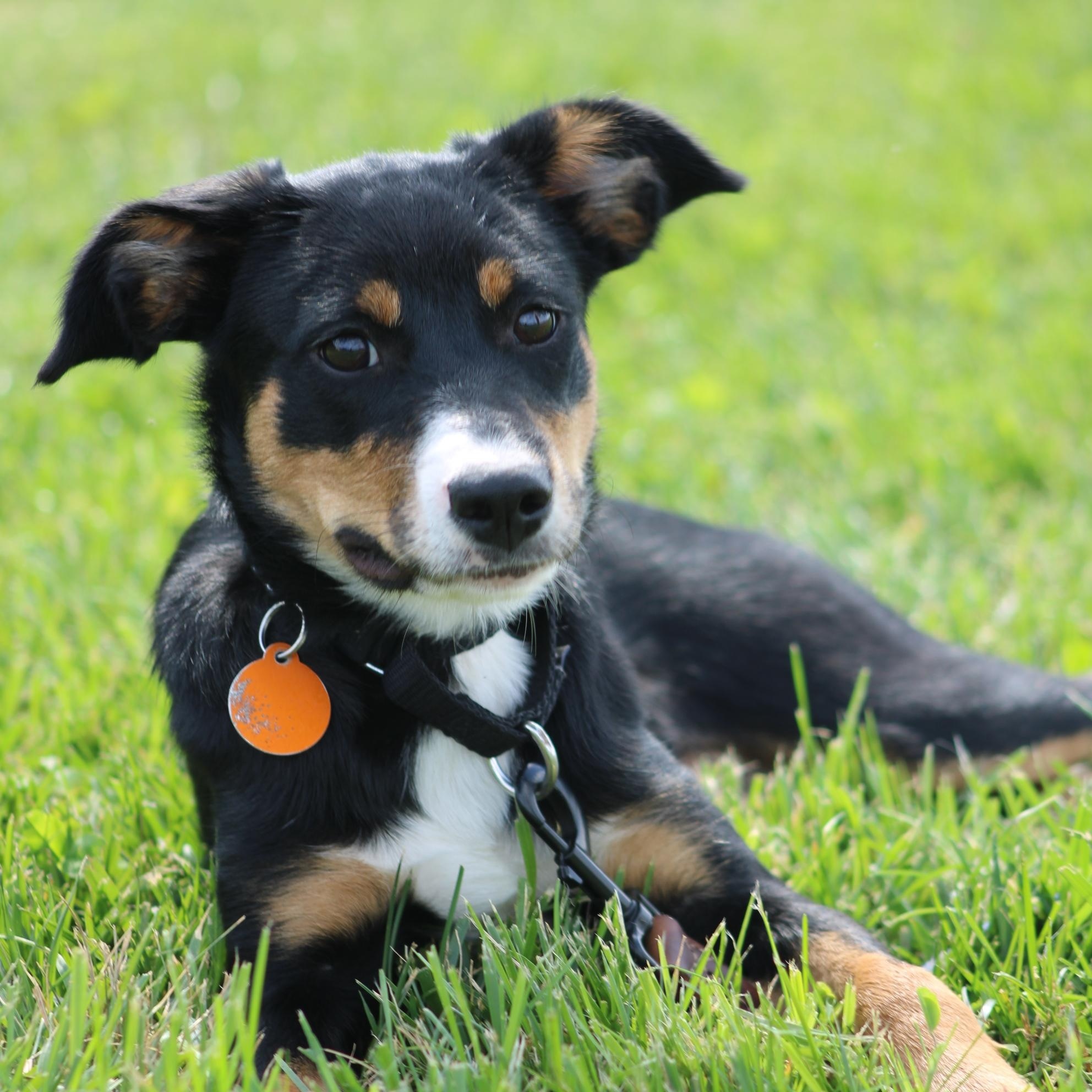 Enlarge Fawn, a Adopted mixed breed in Waukesha , WI image 3/6