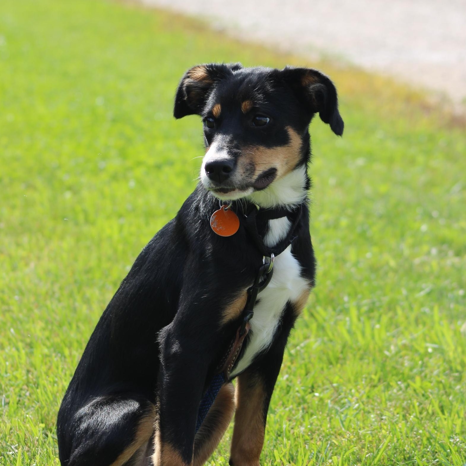 Enlarge Fawn, a Adopted mixed breed in Waukesha , WI image 4/6