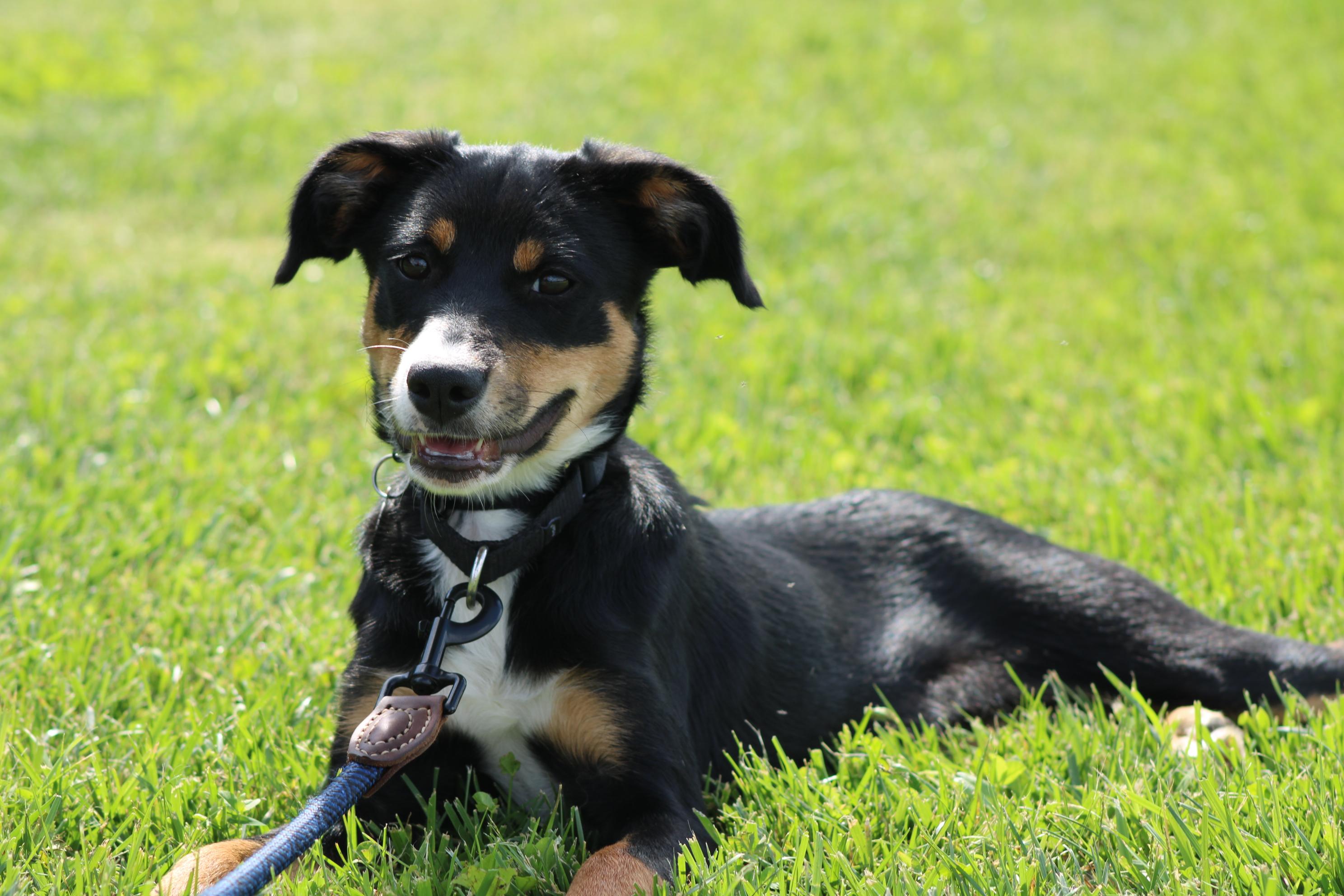 Enlarge Fawn, a Adopted mixed breed in Waukesha , WI image 1/6