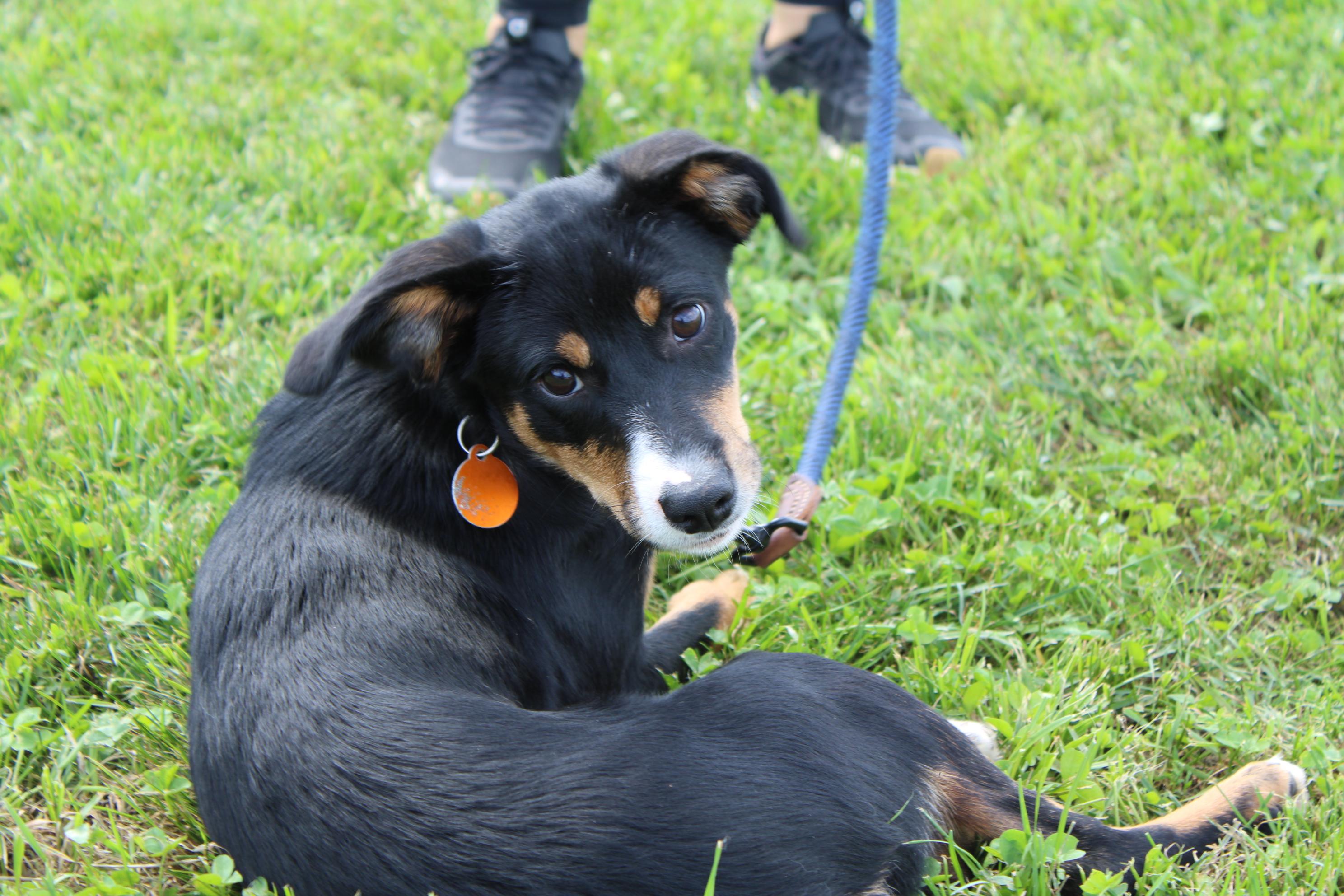 Enlarge Fawn, a Adopted mixed breed in Waukesha , WI image 5/6