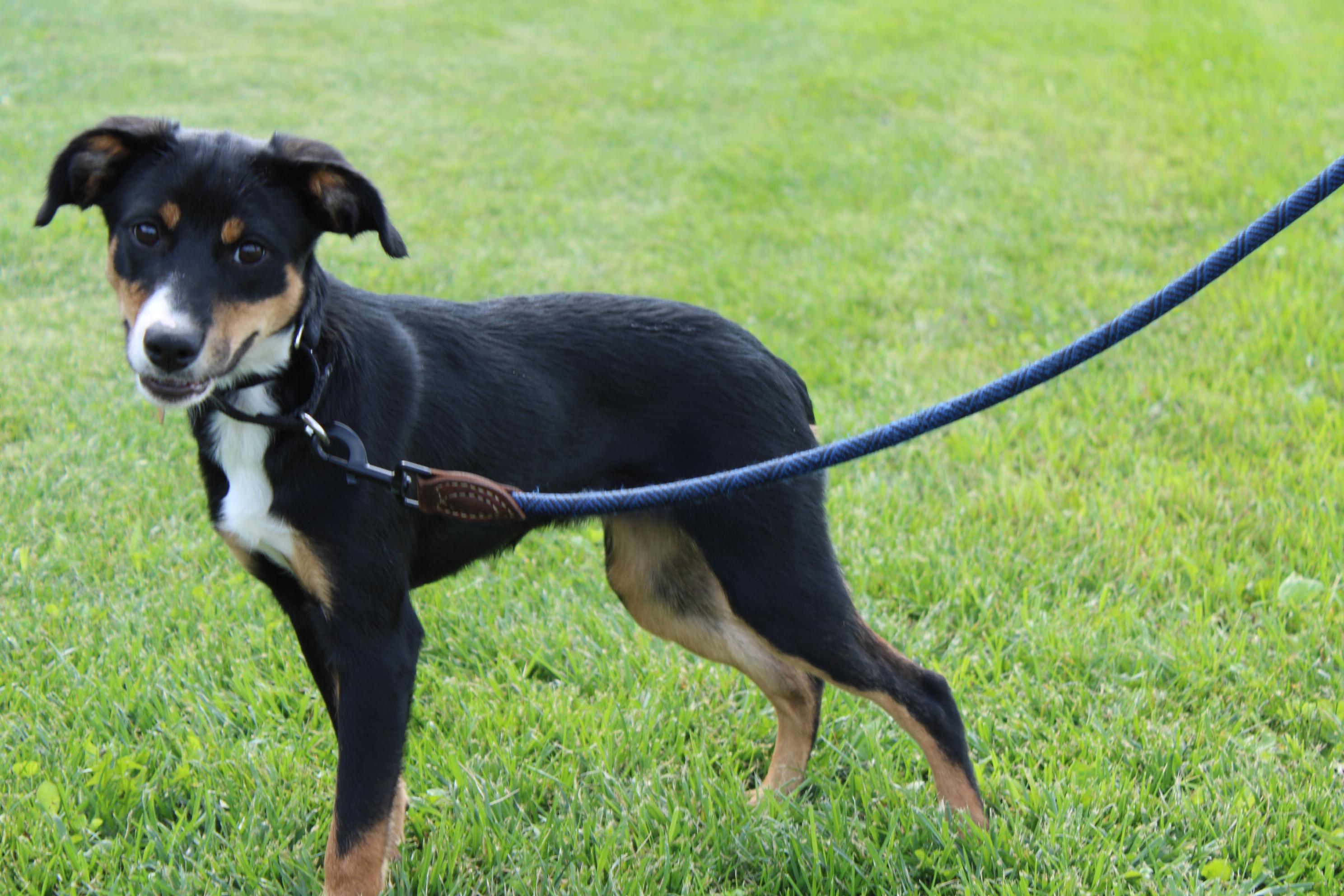 Enlarge Fawn, a Adopted mixed breed in Waukesha , WI image 6/6