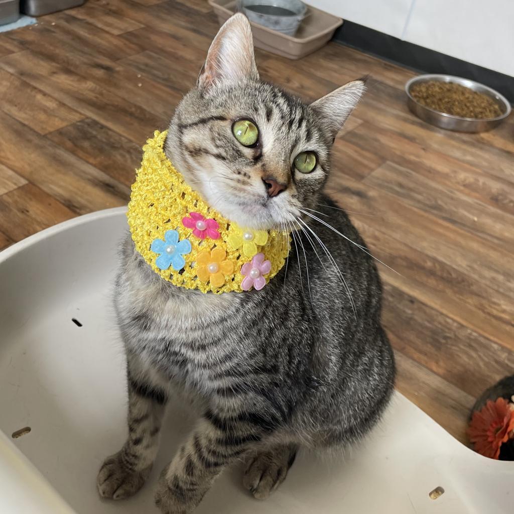 Tahlia, a Adoptable Domestic Short Hair in Lucedale, MS image 1/6