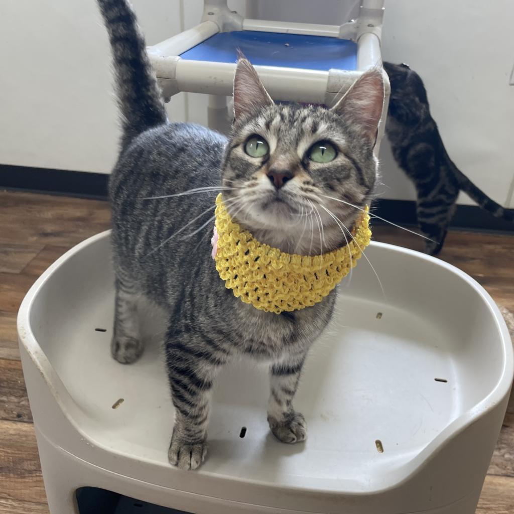 Tahlia, a Adoptable Domestic Short Hair in Lucedale, MS image 2/6