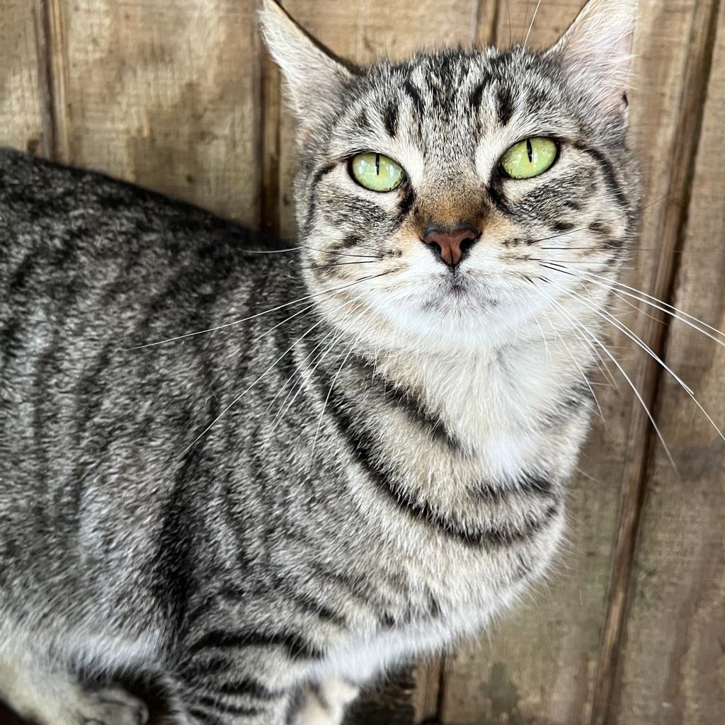 Tahlia, a Adoptable Domestic Short Hair in Lucedale, MS image 5/6