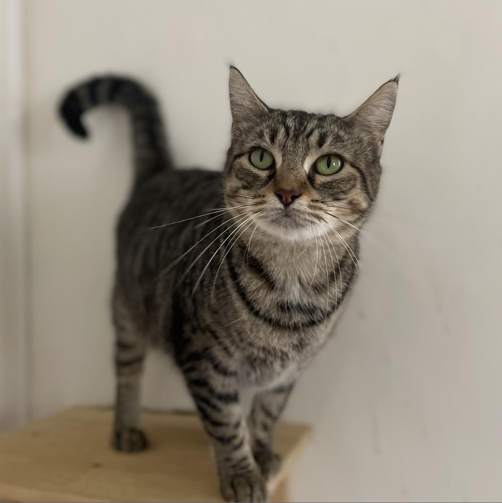 Tahlia, a Adoptable Domestic Short Hair in Lucedale, MS image 6/6