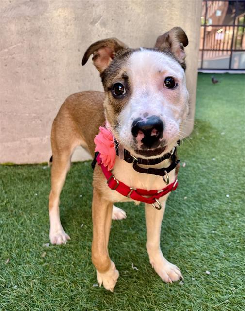 Enlarge FLORA, a Adoptable mixed breed in San Francisco, CA image 1/1
